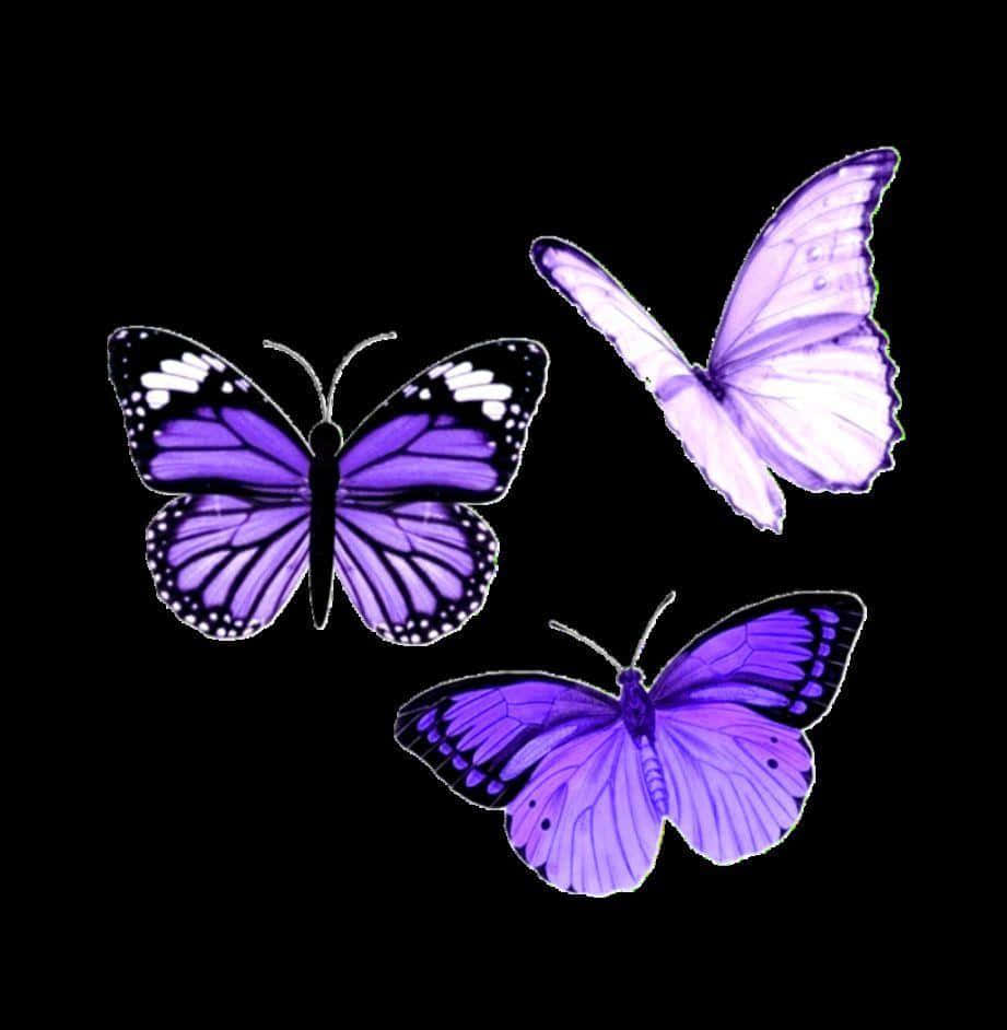 cute purple butterfly, glowing purple butterflies, white accents, SD Phone Wallpaper
