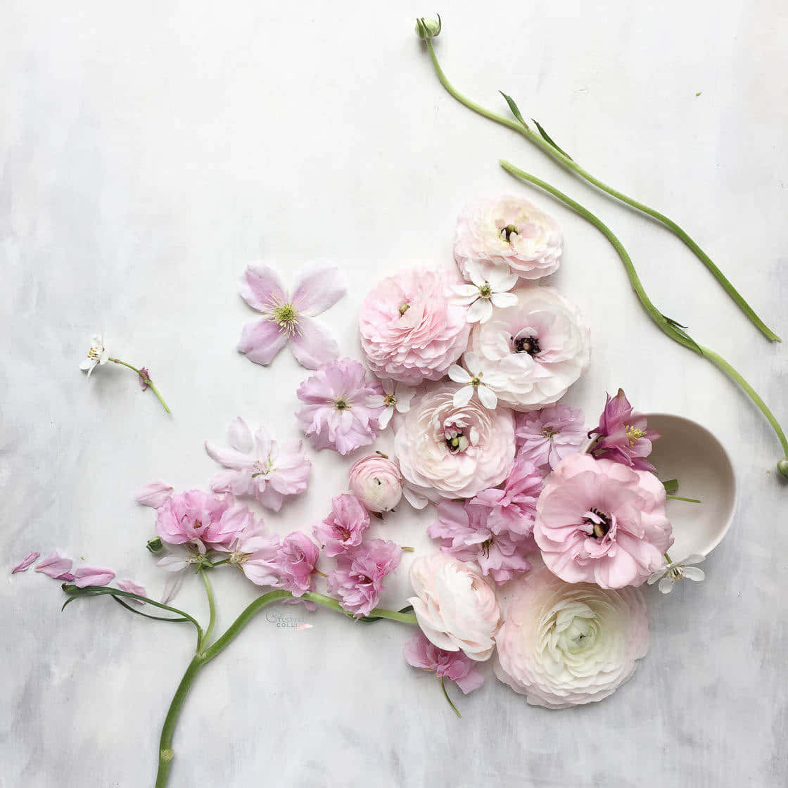 pink ranunculus, white cherry blossoms, marble surface, SD Desktop Wallpaper