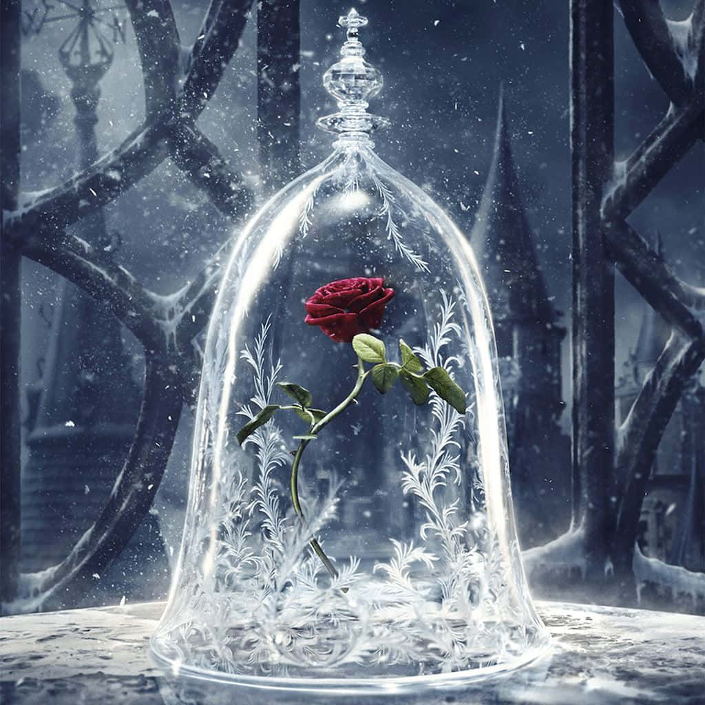 rose, clear vase, frosty glass dome, SD Desktop Wallpaper