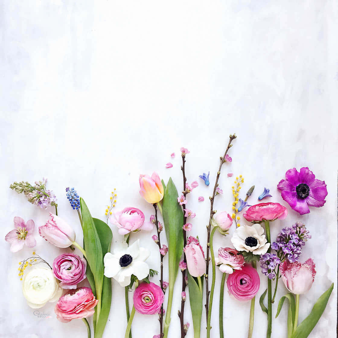 spring flowers, pinks, purples, SD Desktop Wallpaper