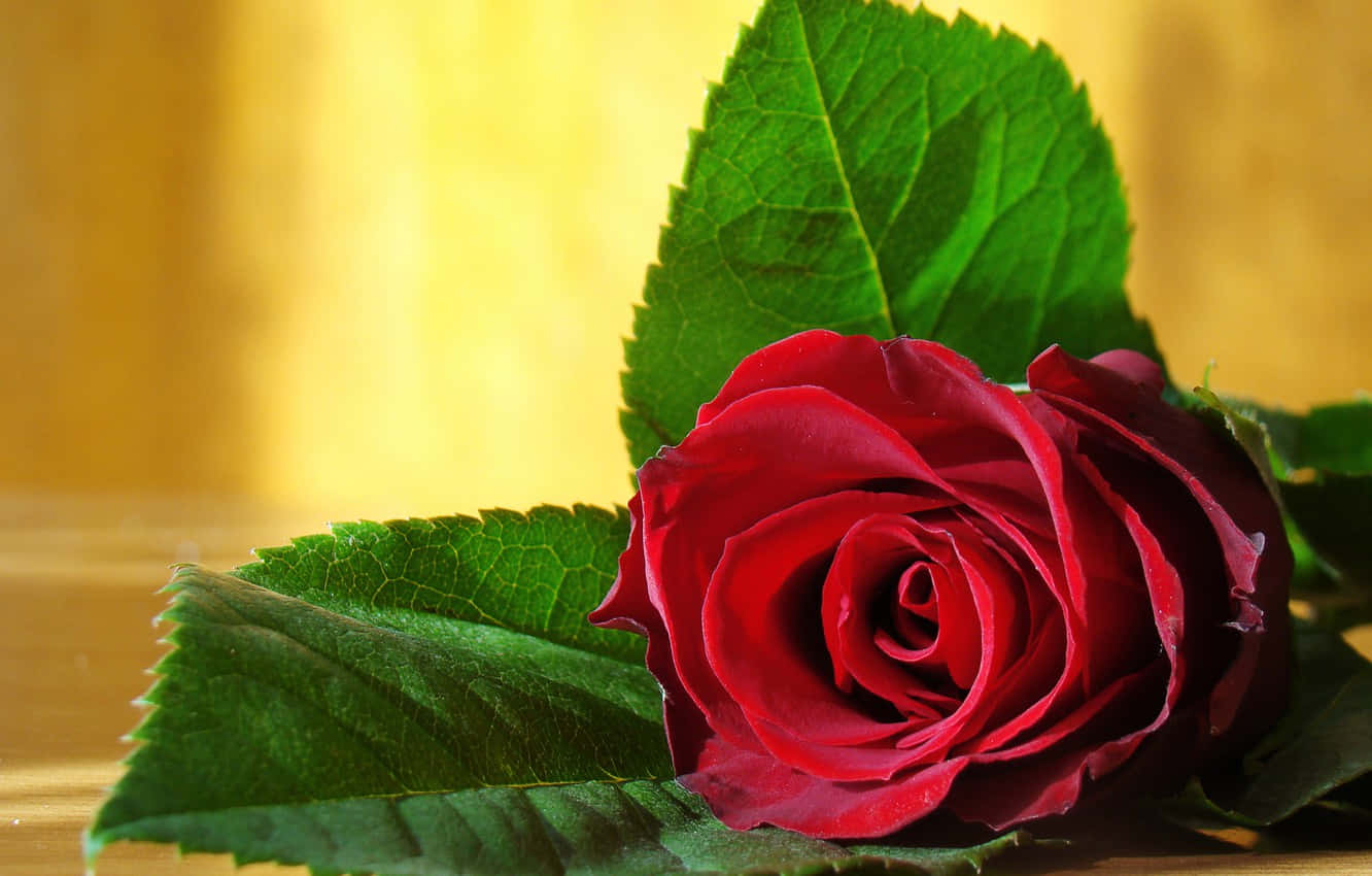 rose, green leaves, wooden surface, HD Desktop Wallpaper