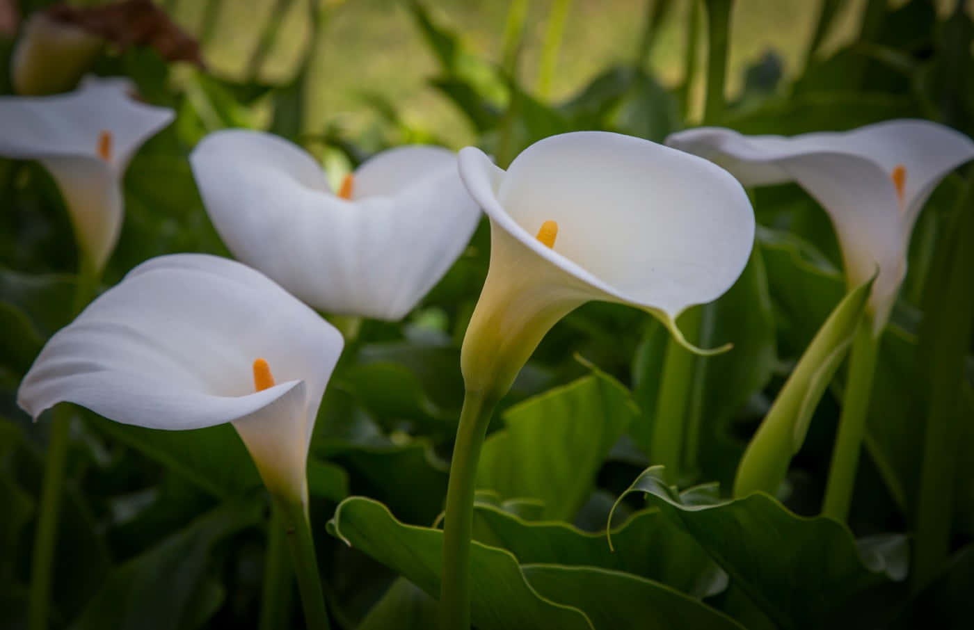 calla lily flowers, white, yellow centers, HD Desktop Wallpaper
