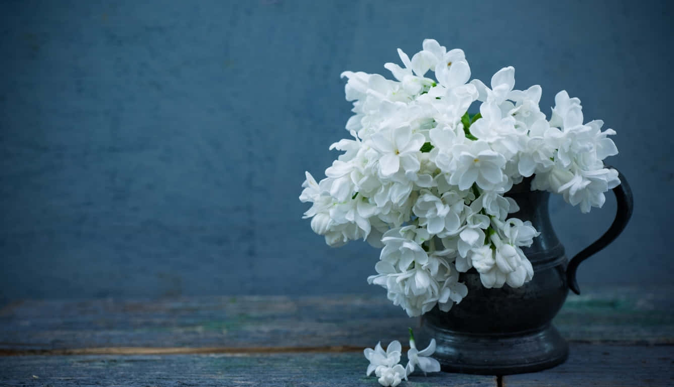 white flowers, vintage still life, dark metal pitcher, HD Desktop Wallpaper