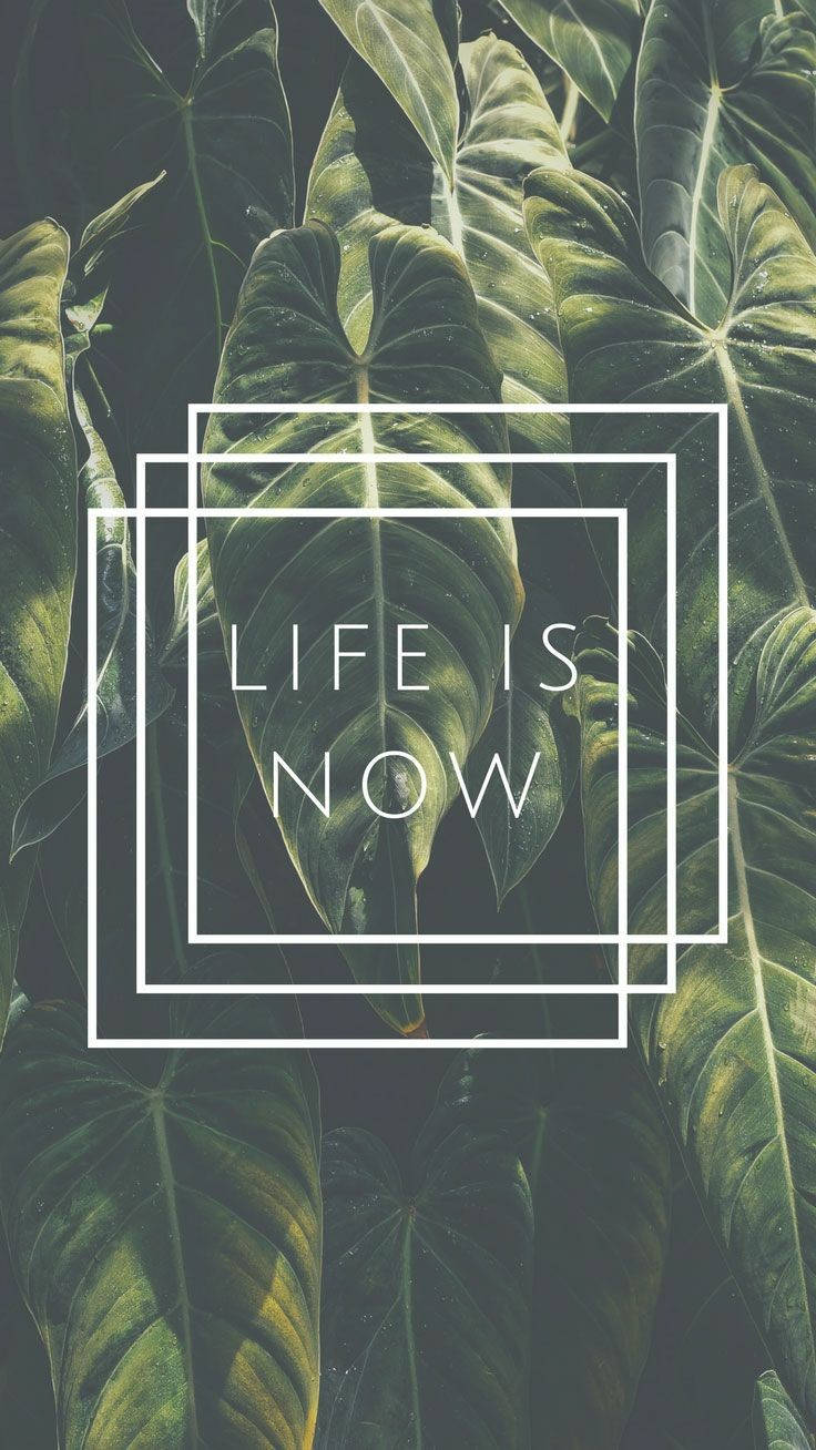 Basic Life Is Now, lush green tropical leaves, white geometric frames, HD Phone Wallpaper