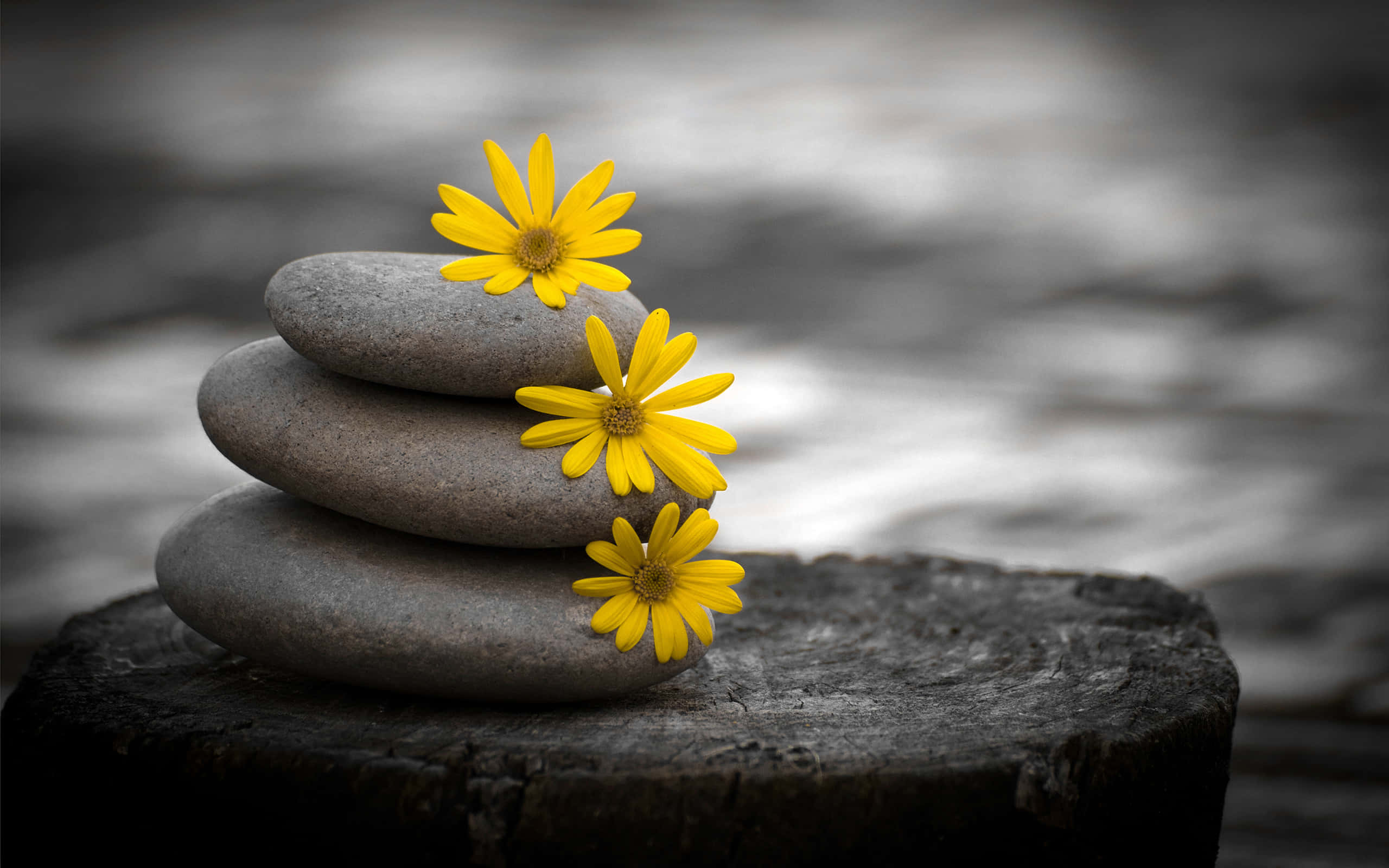 black and white stones, gray stones, wooden stump, 2K Desktop Wallpaper