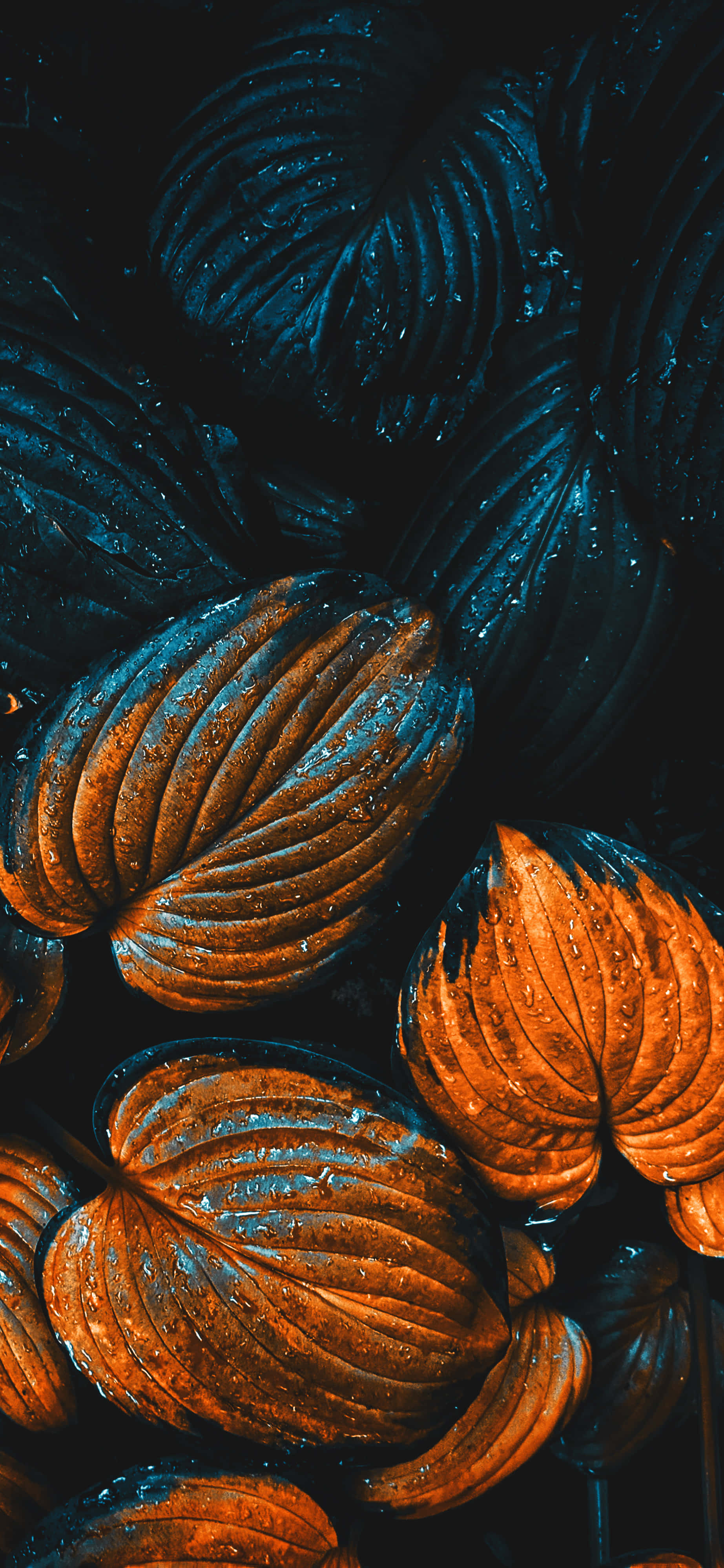 Still, autumn leaves, glossy orange, 4K Phone Wallpaper