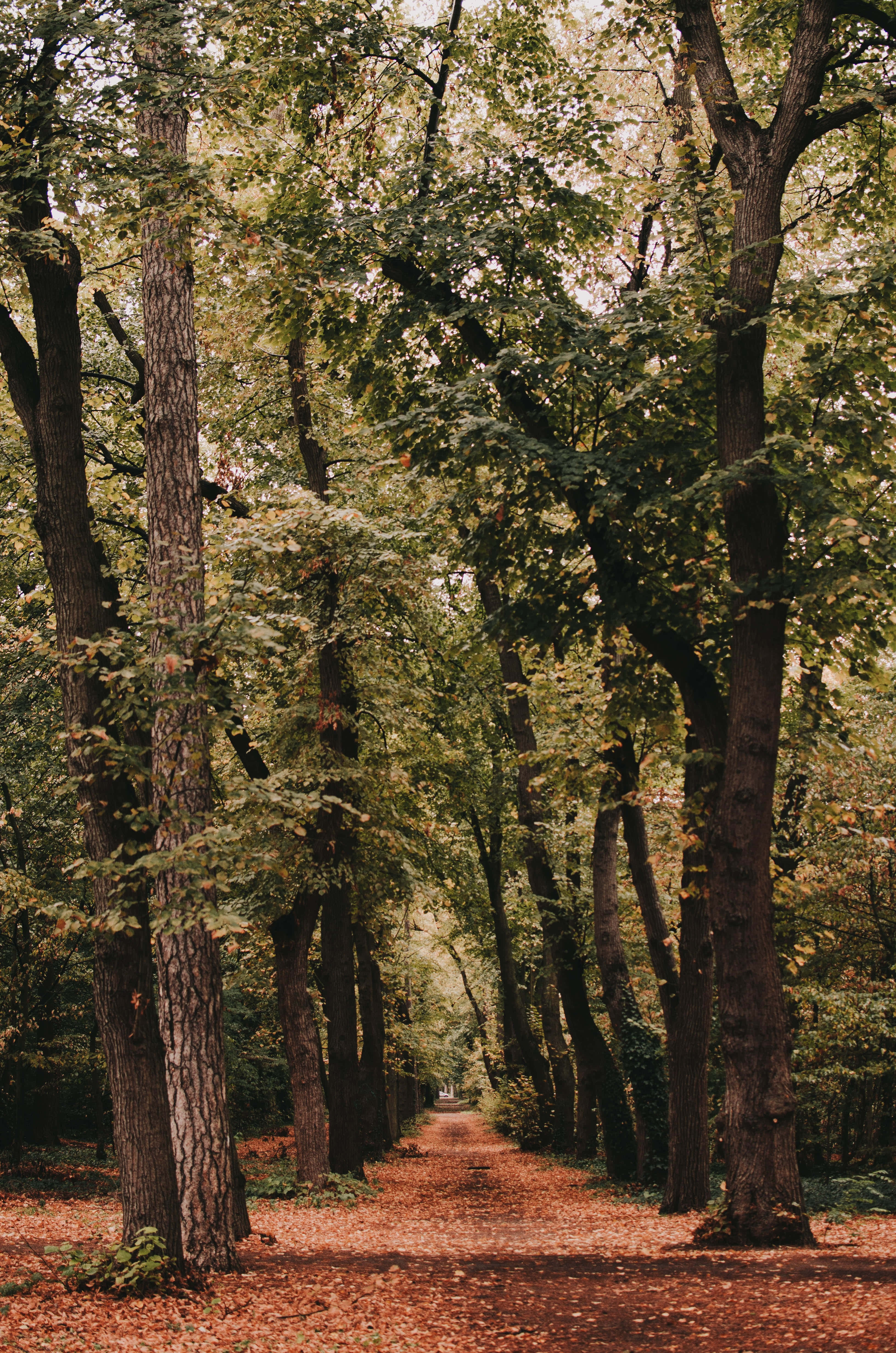 Still, tree, forest path, 4K Phone Wallpaper