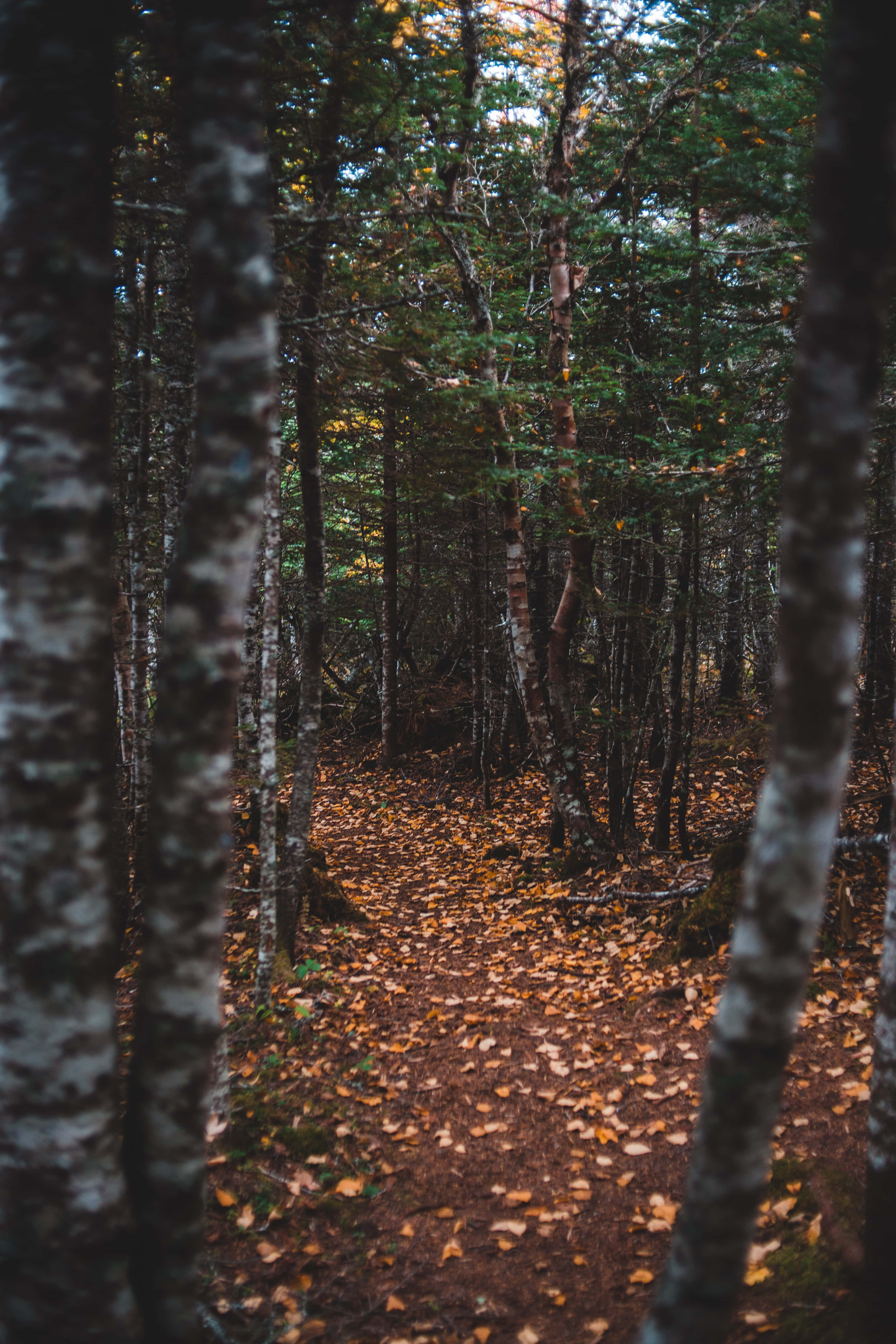 narrow path, forest trail, birch trees, 5K Phone Wallpaper