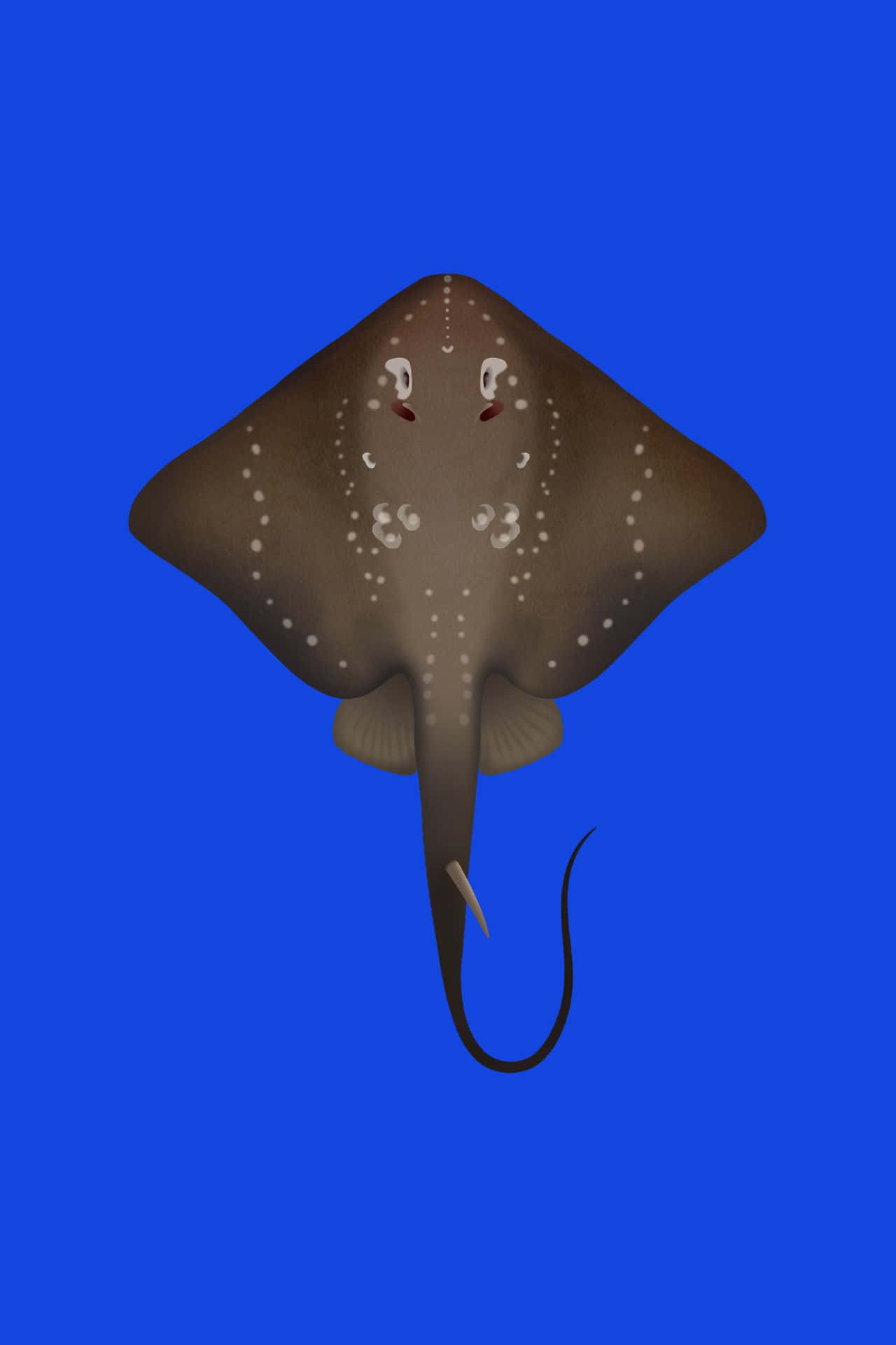 stingray, ocean depths, brown spotted ray, Full HD Phone Wallpaper