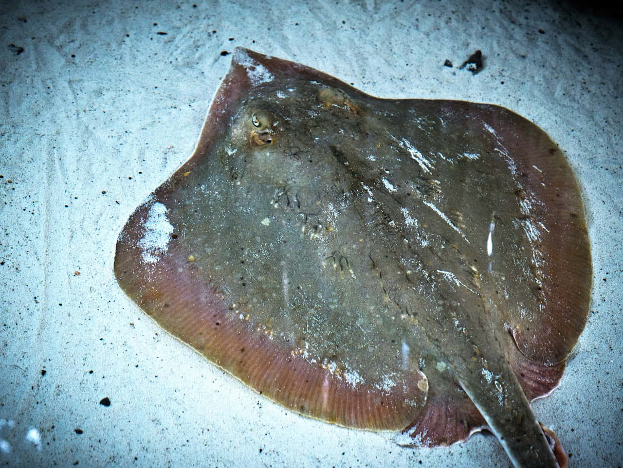 stingray, brownish flatfish, mottled skin, HD Desktop Wallpaper