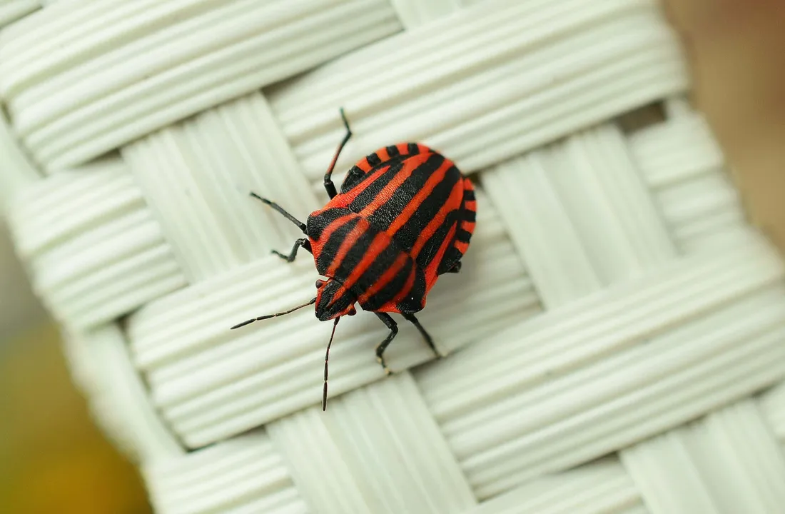 Stink Bug Nymph