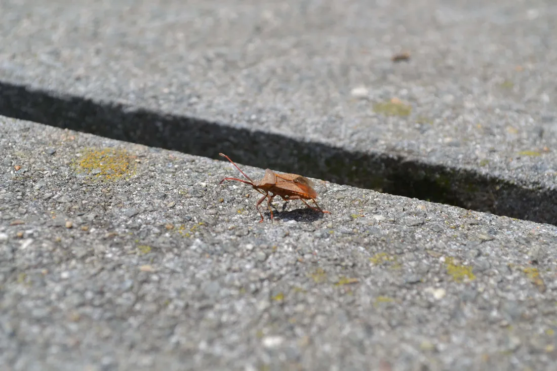 Stink Bug