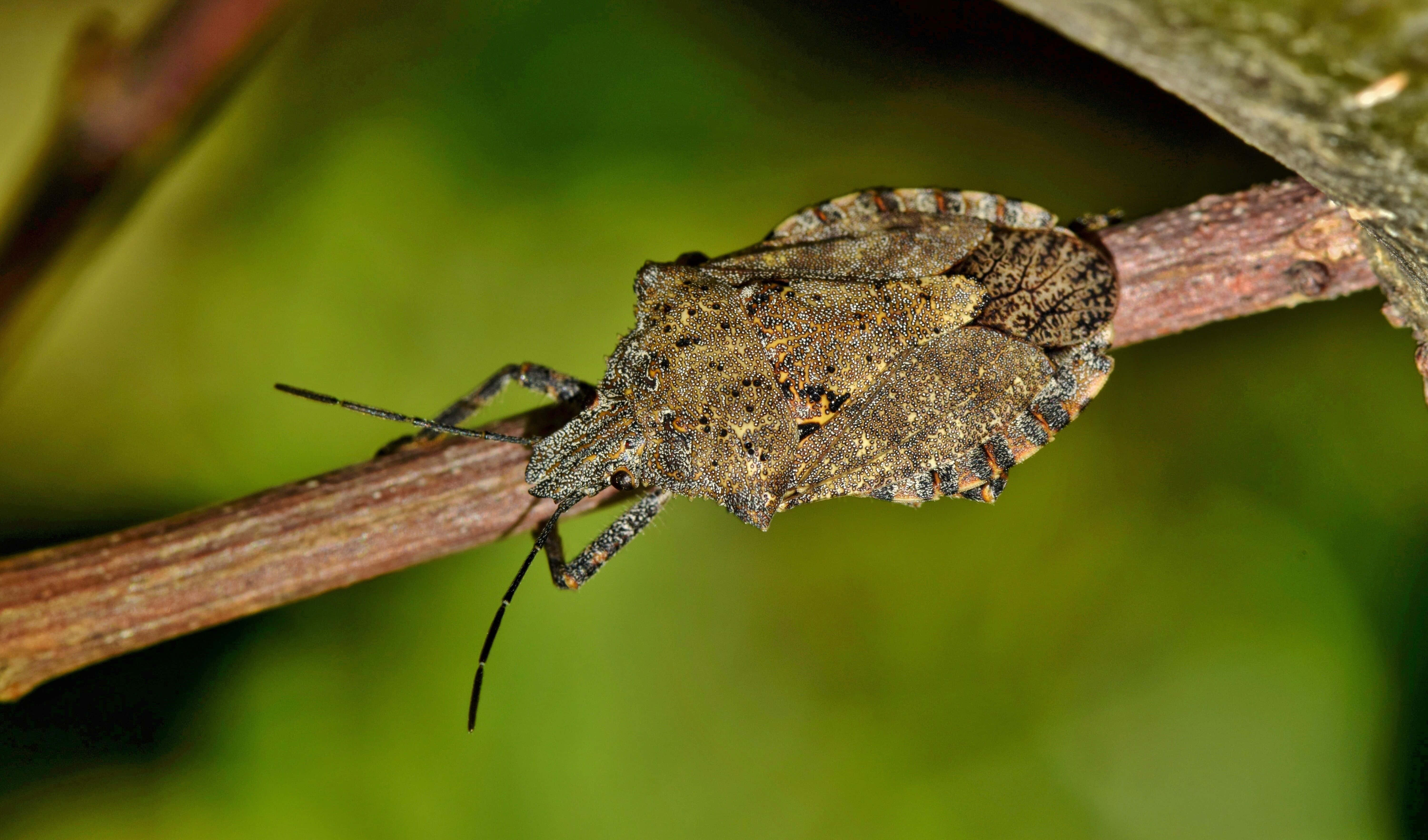 brown stink bug nymph, slender twig, soft green blurred background, 5K Desktop Wallpaper
