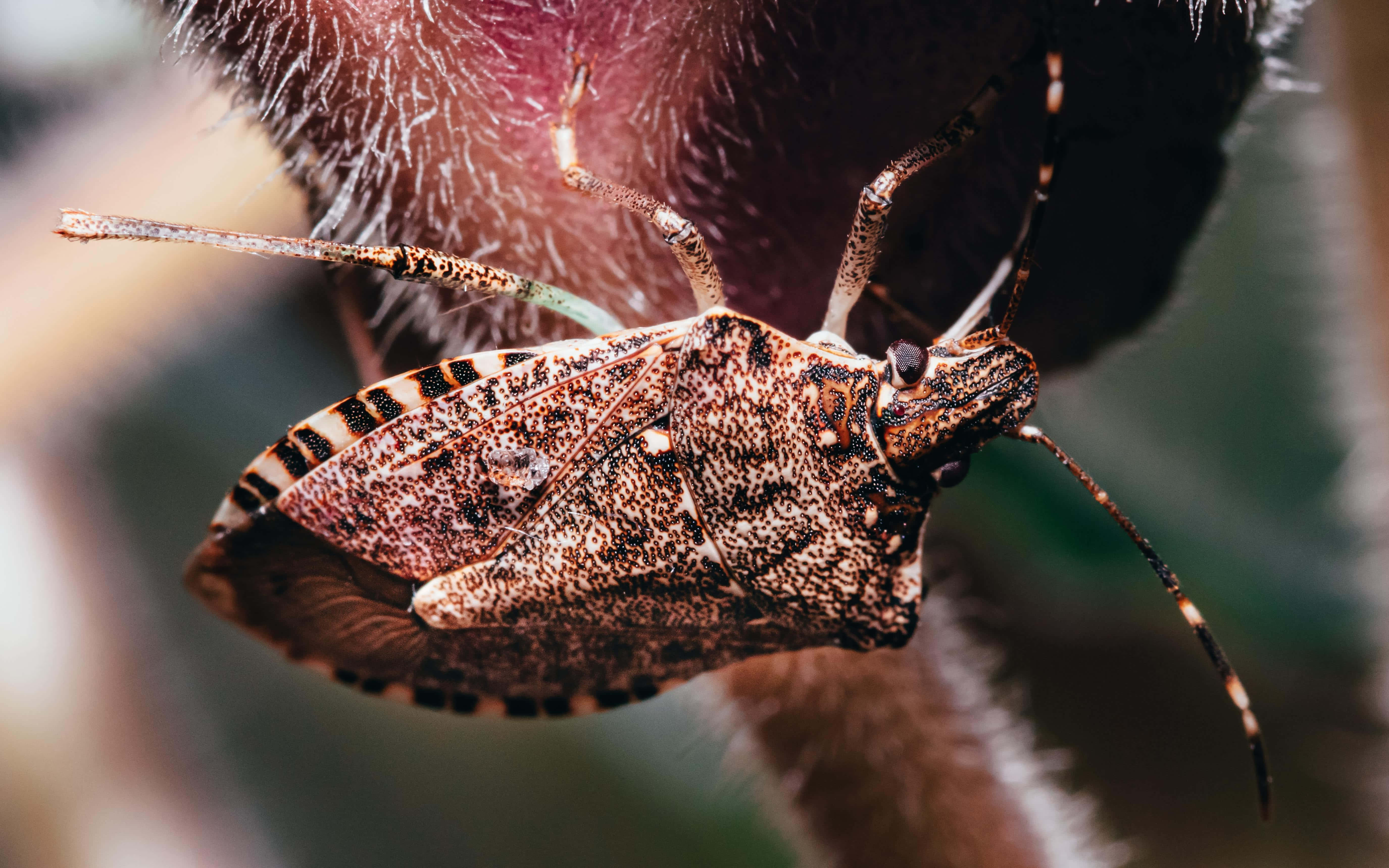 stink bug, brown and black patterned, fuzzy reddish-brown plant stem, 5K Desktop Wallpaper