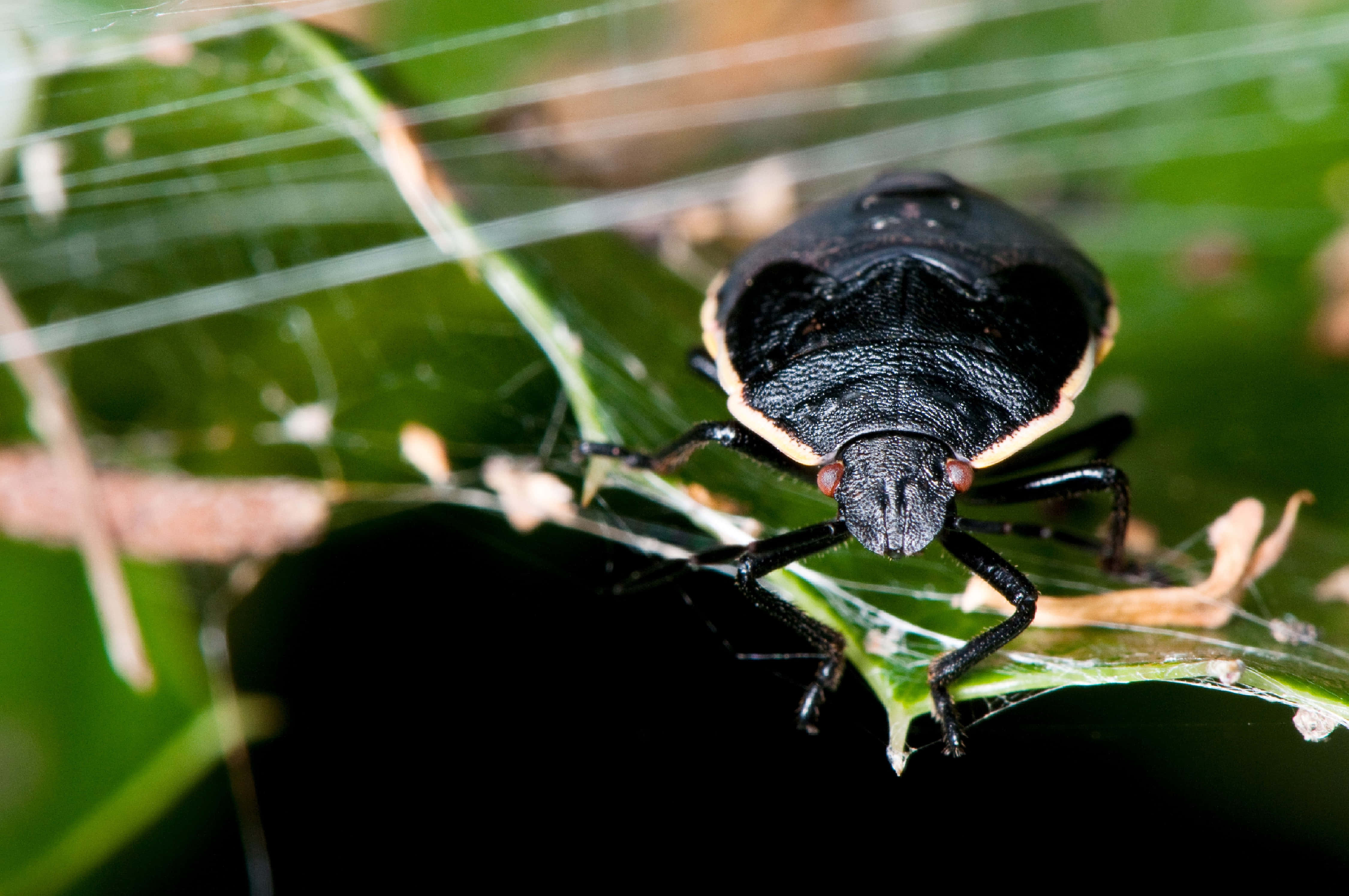 black stink bug, cream trim, green leaf, 4K Desktop Wallpaper