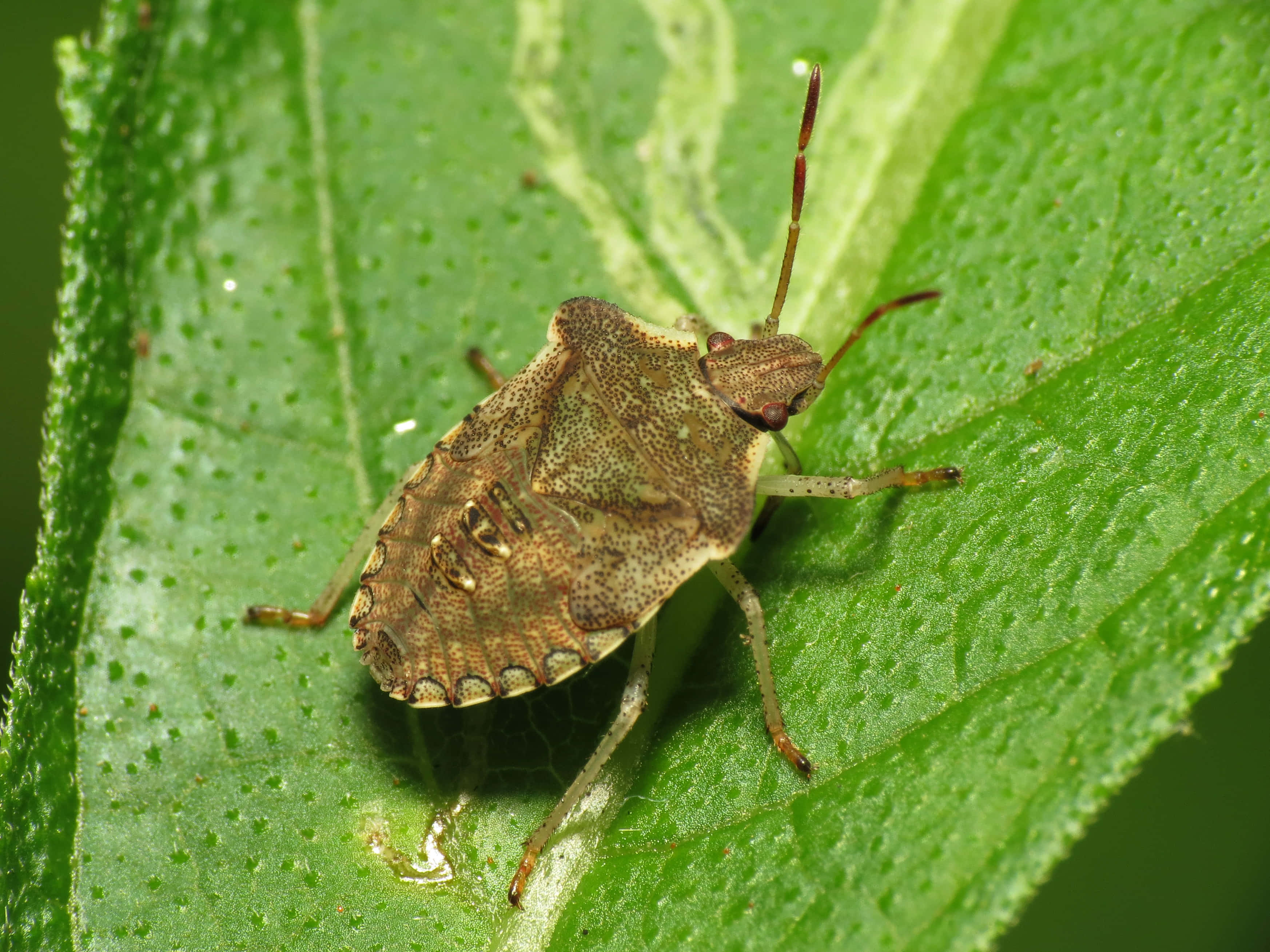 brown stink bug, green leaf, spotted wings, 2K Desktop Wallpaper