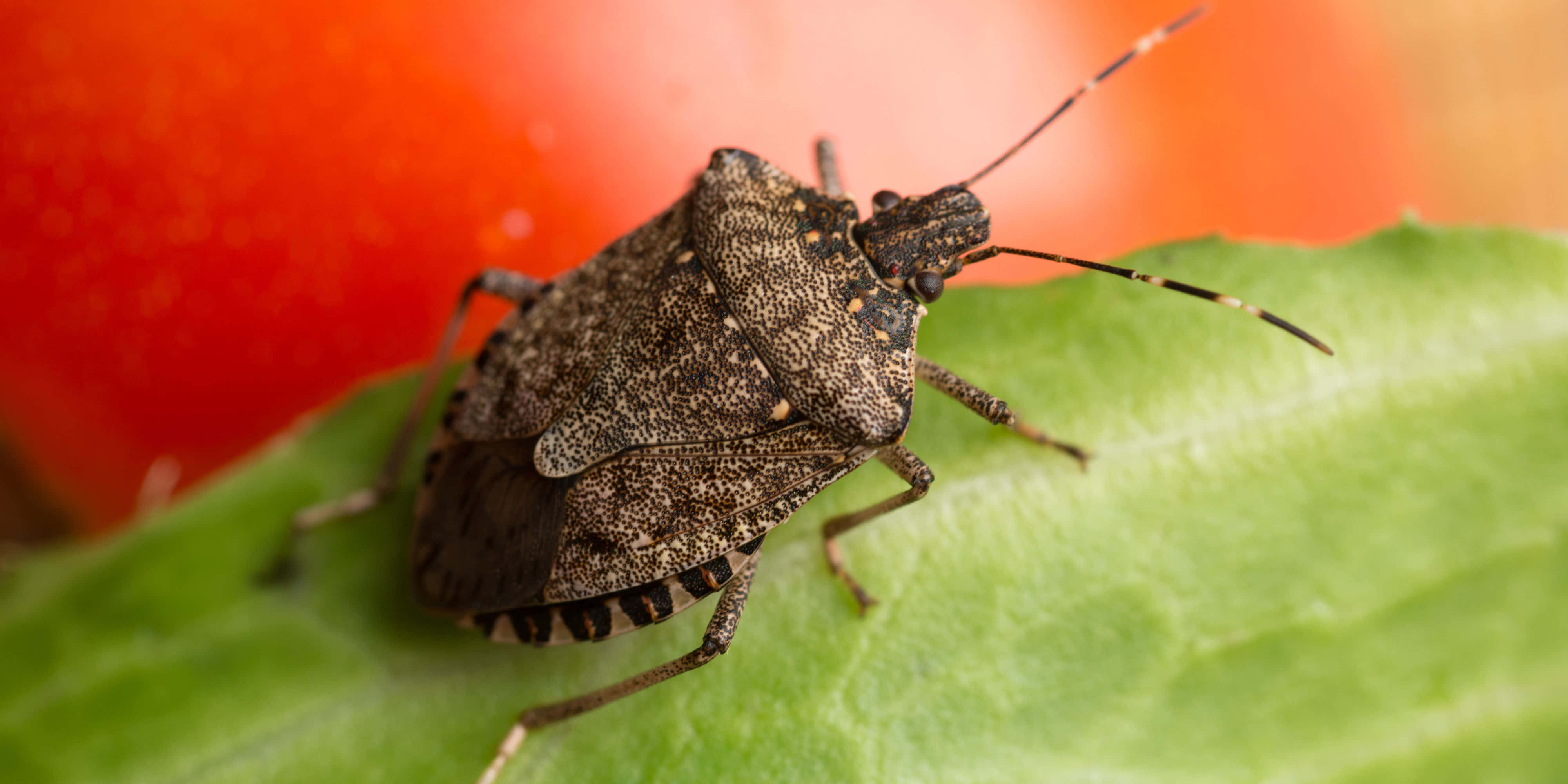brown stink bug, vibrant green leaf, blurred red tomato, 4K Desktop Wallpaper