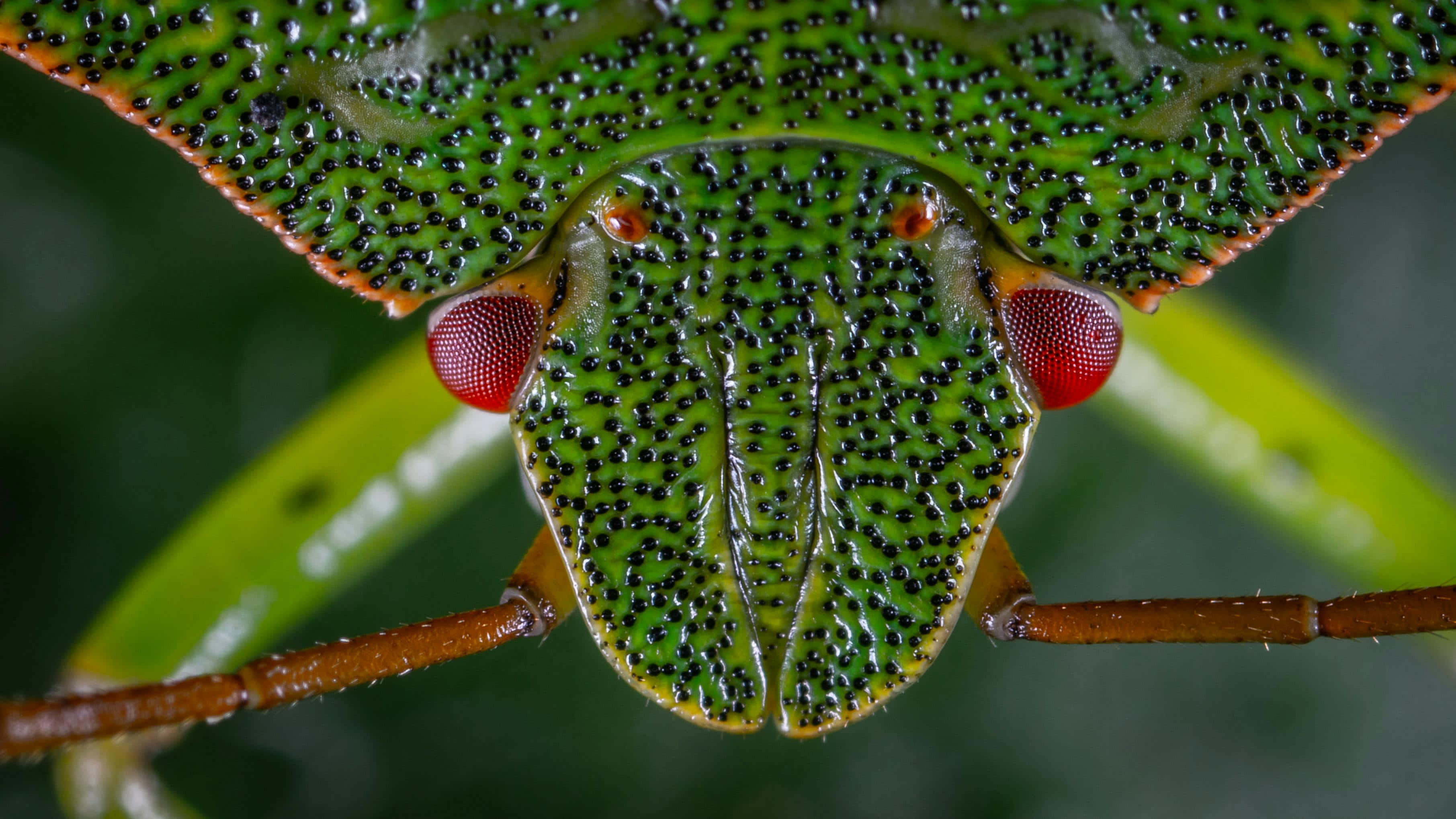green shield bug, red eyes, black speckled texture, 2K Desktop Wallpaper