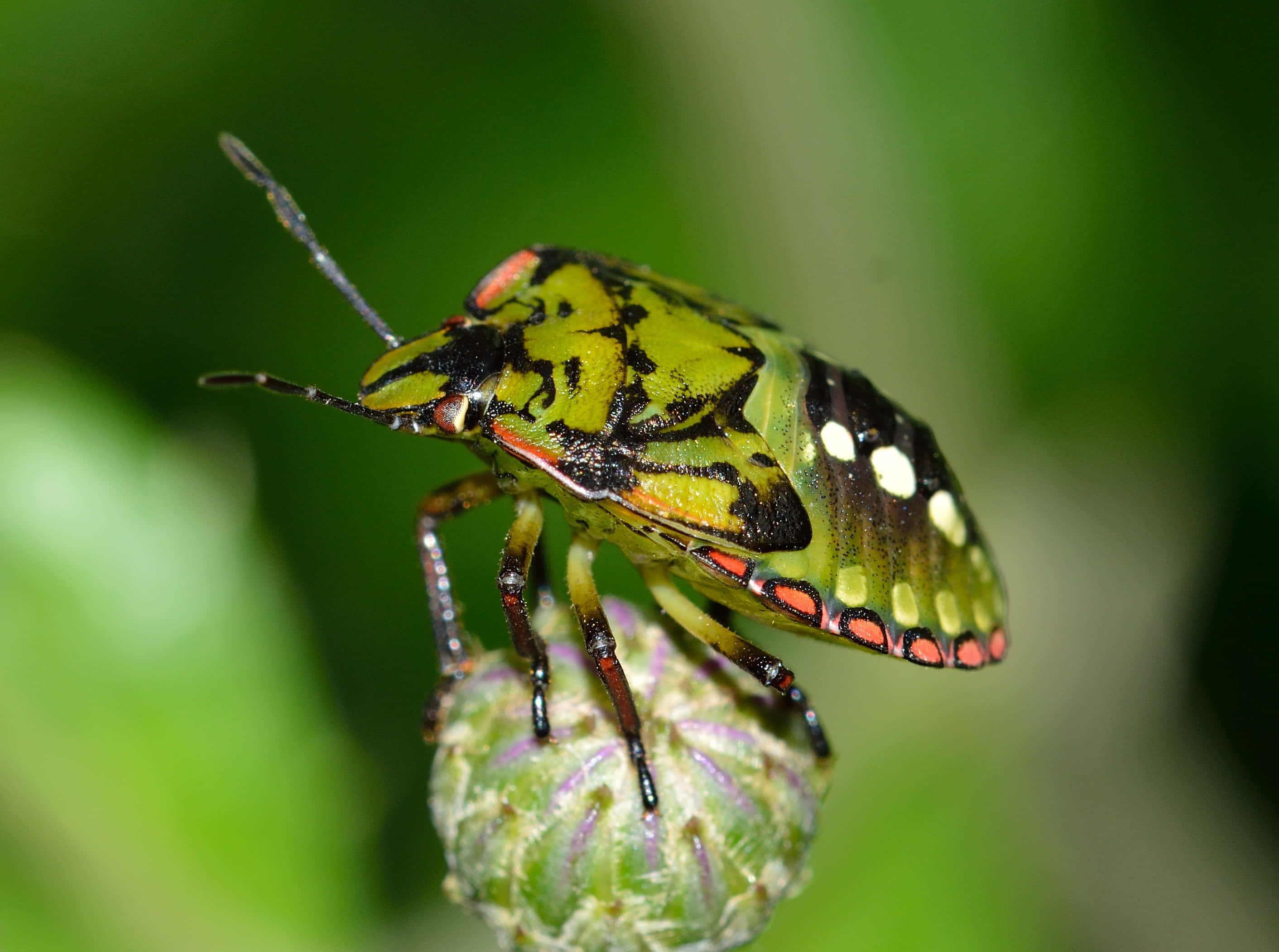 vibrant green shield bug, black white and red markings, fuzzy green flower bud, 2K Desktop Wallpaper
