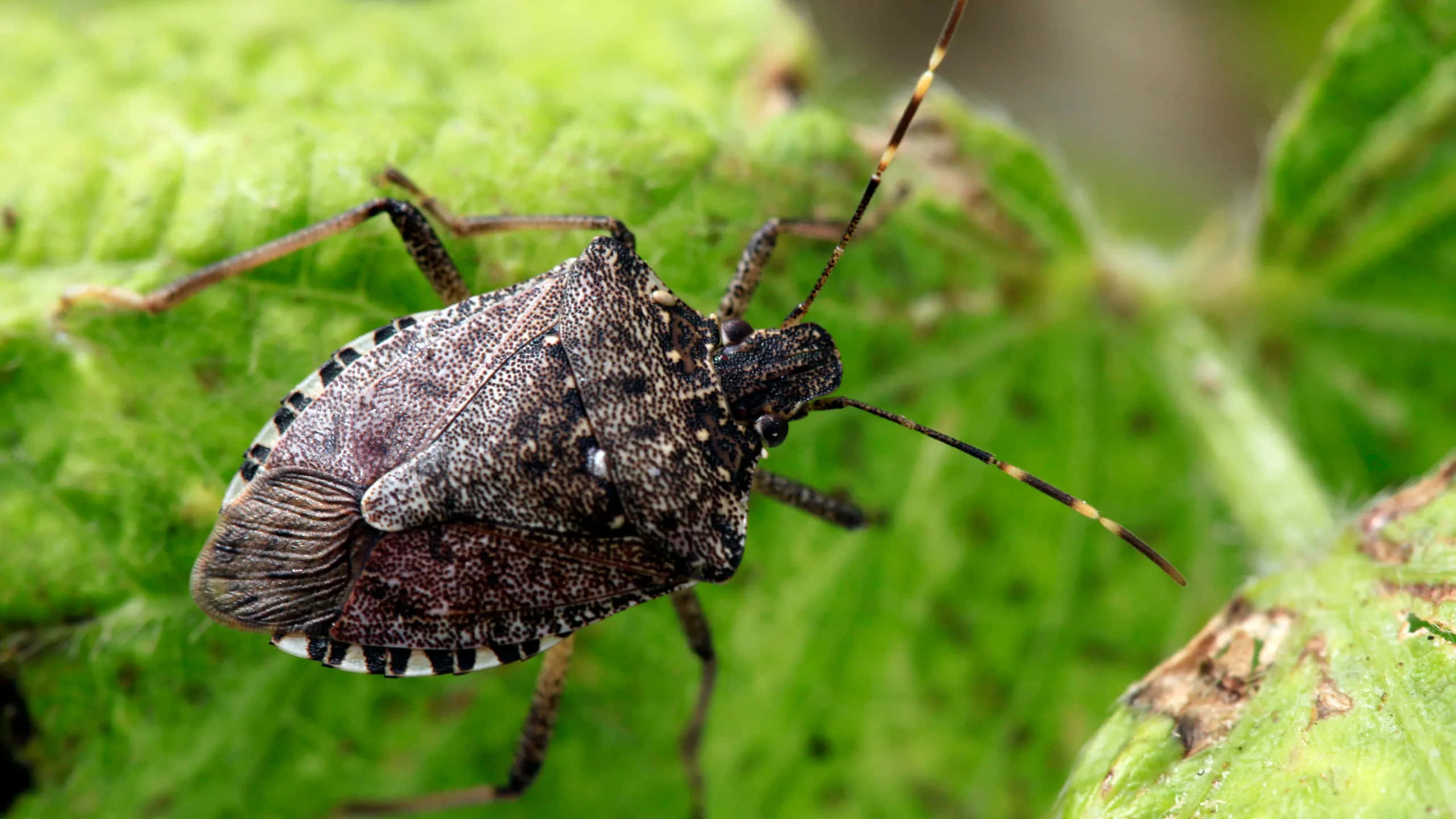 brown stink bug, black and white markings, vibrant green leaf, 2K Desktop Wallpaper