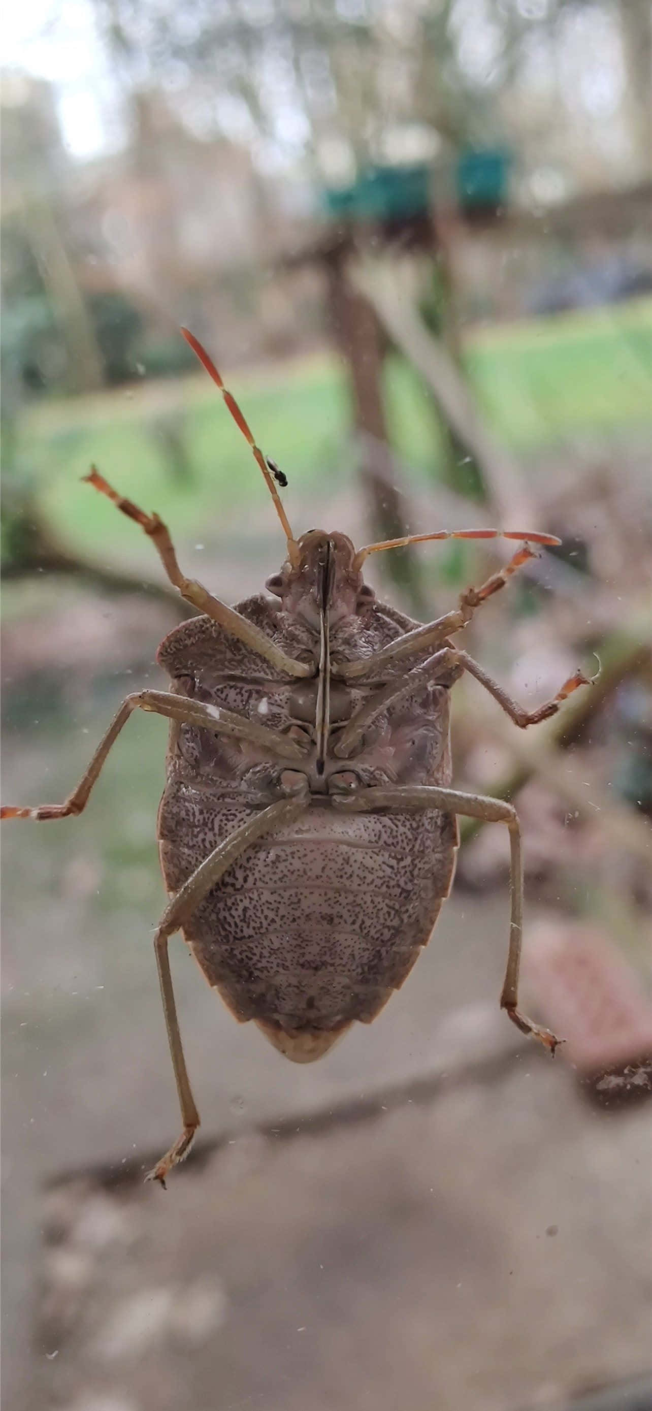 stink bug, glass surface, brown, 2K Phone Wallpaper