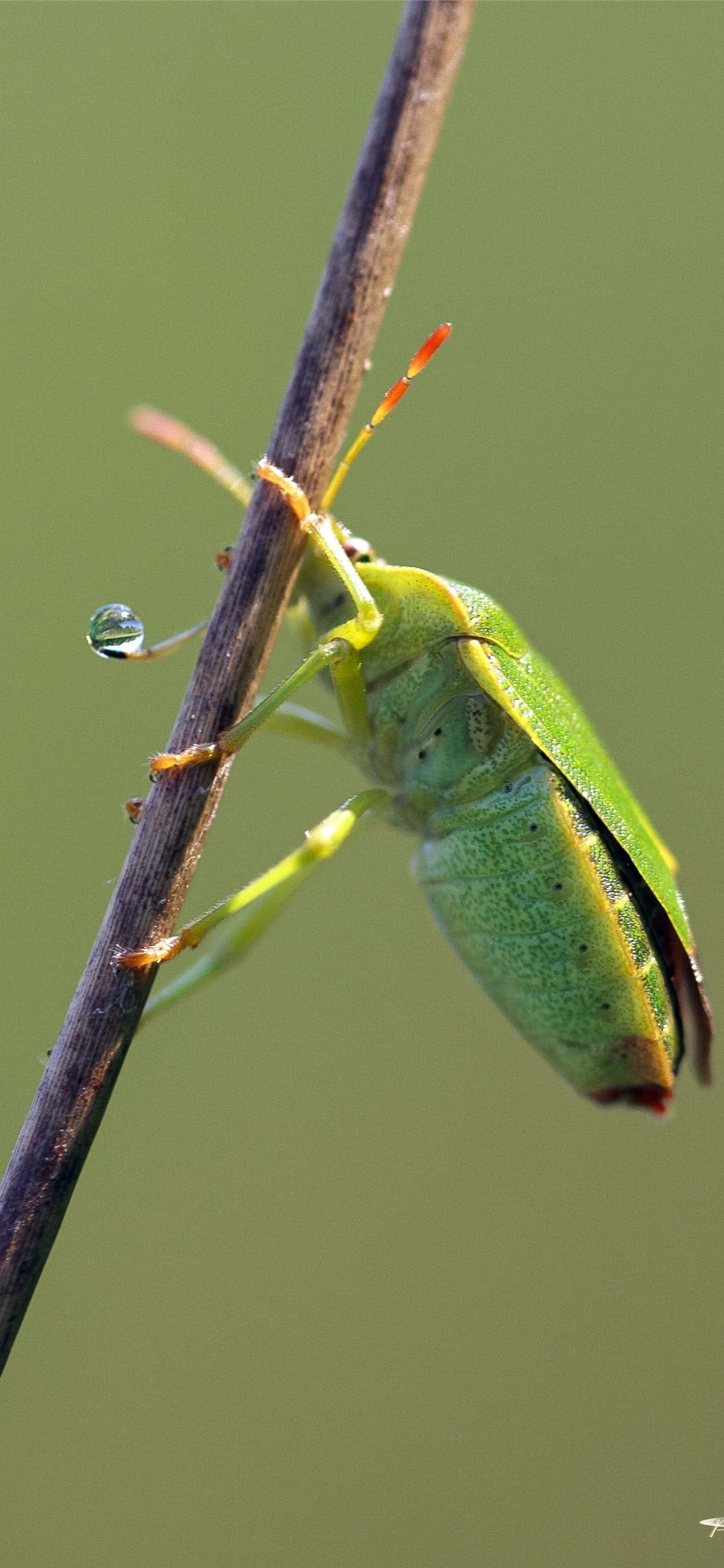 green stink bug, dewdrop, slender brown stem, 2K Phone Wallpaper