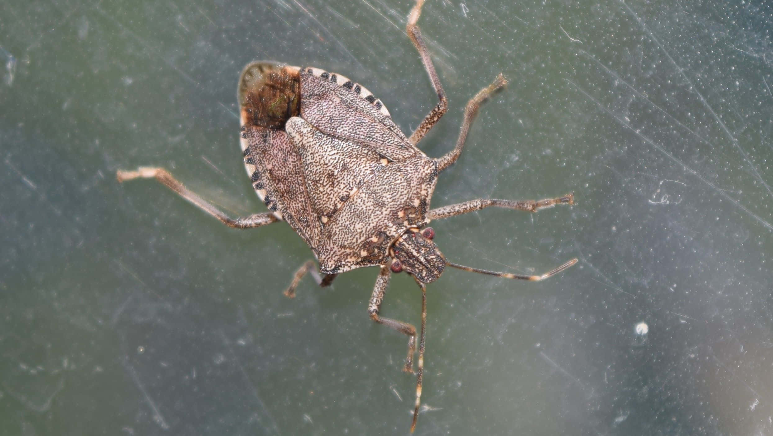 brown stink bug, dusty green glass, scratches, Full HD Desktop Wallpaper