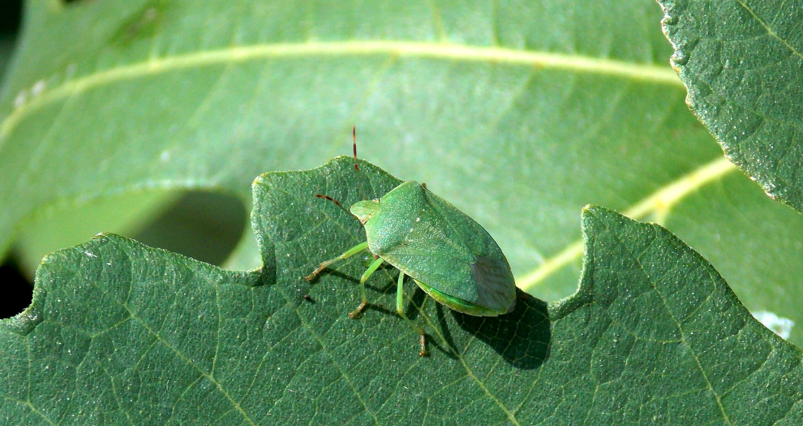 green stink bug, nymphon leaf, bright sunlight, 2K Desktop Wallpaper