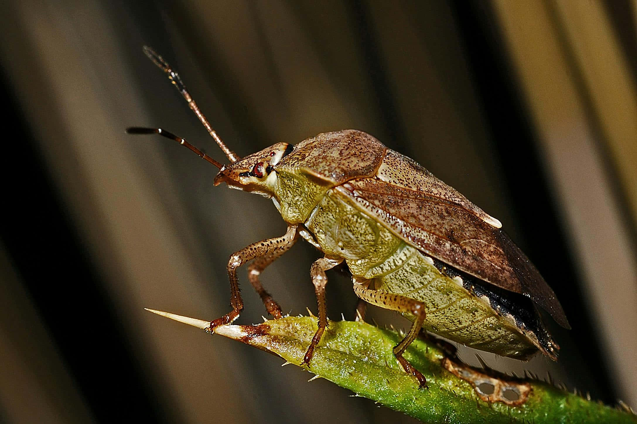 stink bug, green and brown, spiky green leaf, Full HD Desktop Wallpaper