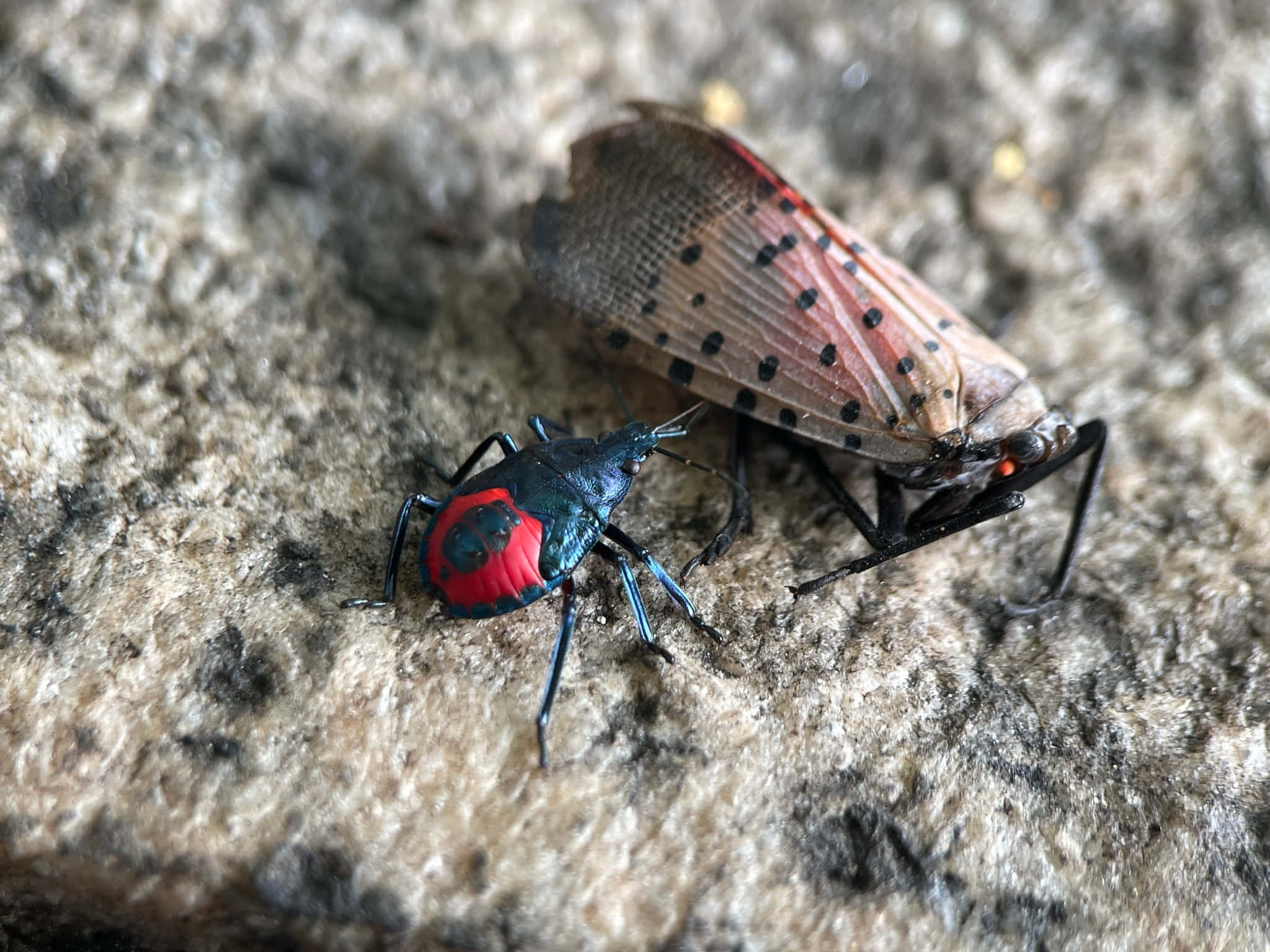 stink bug, lanternfly, red and black, Full HD Desktop Wallpaper