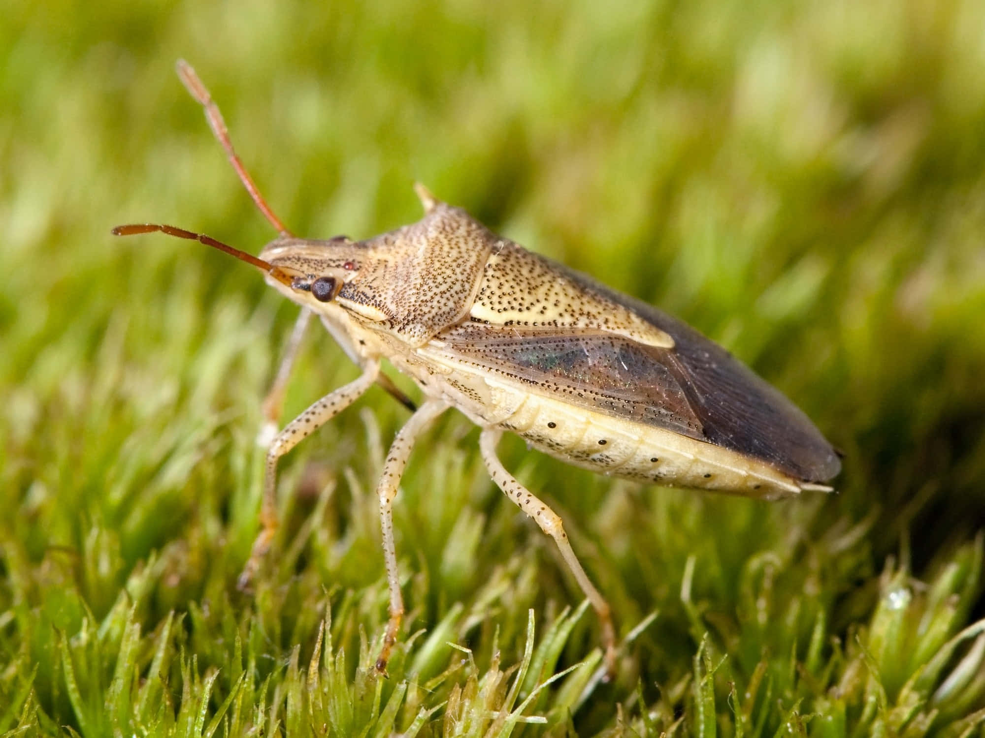 Stink Bug, brown shield bug, spotted wings, Full HD Desktop Wallpaper