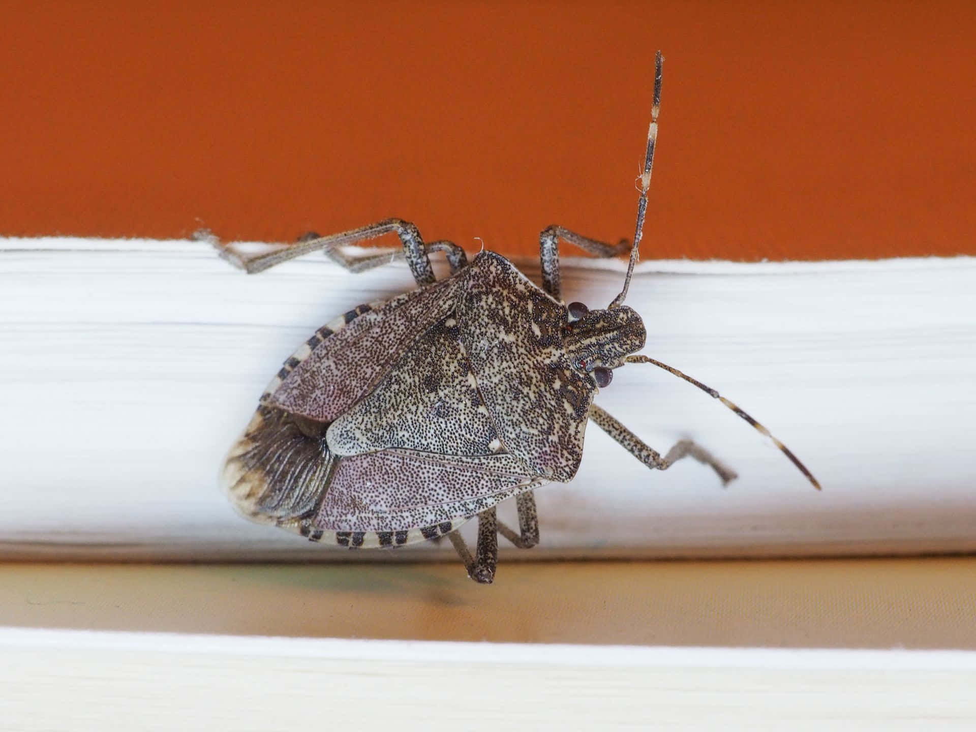 brown stink bug, white wooden ledge, warm orange wall, Full HD Desktop Wallpaper