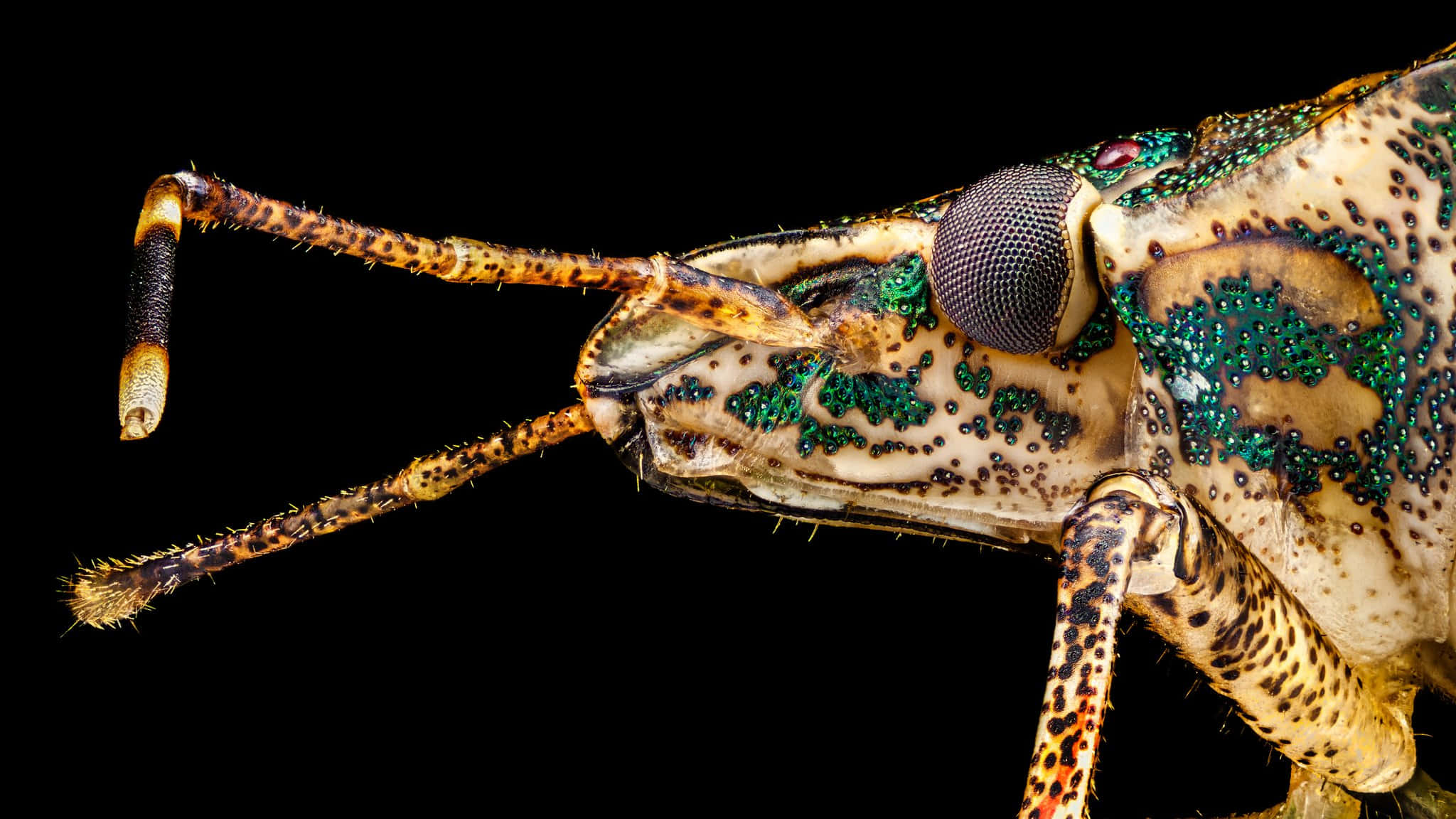 Stink Bug, iridescent green eyes, textured antennae, Full HD Desktop Wallpaper