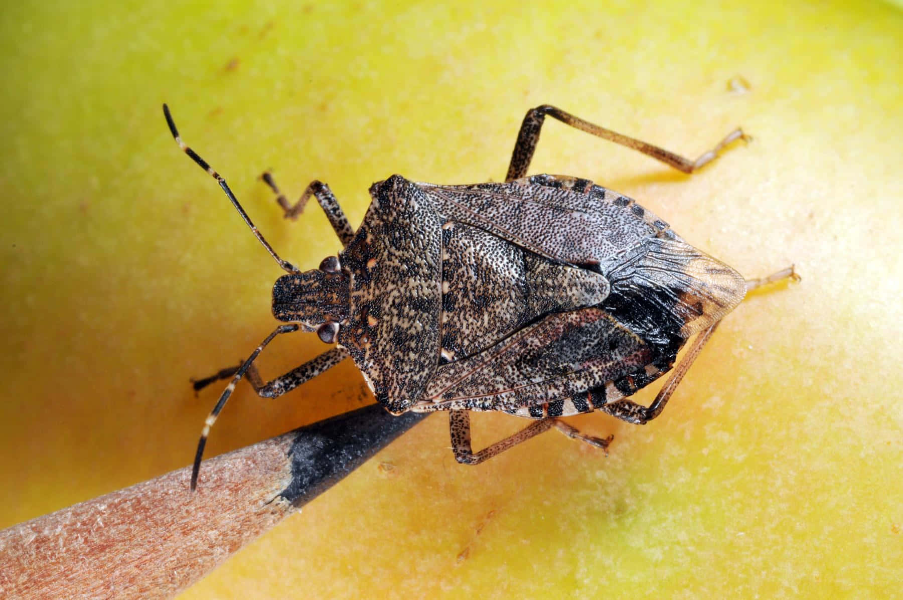 brown stink bug, yellow fruit surface, wooden pencil, HD Desktop Wallpaper