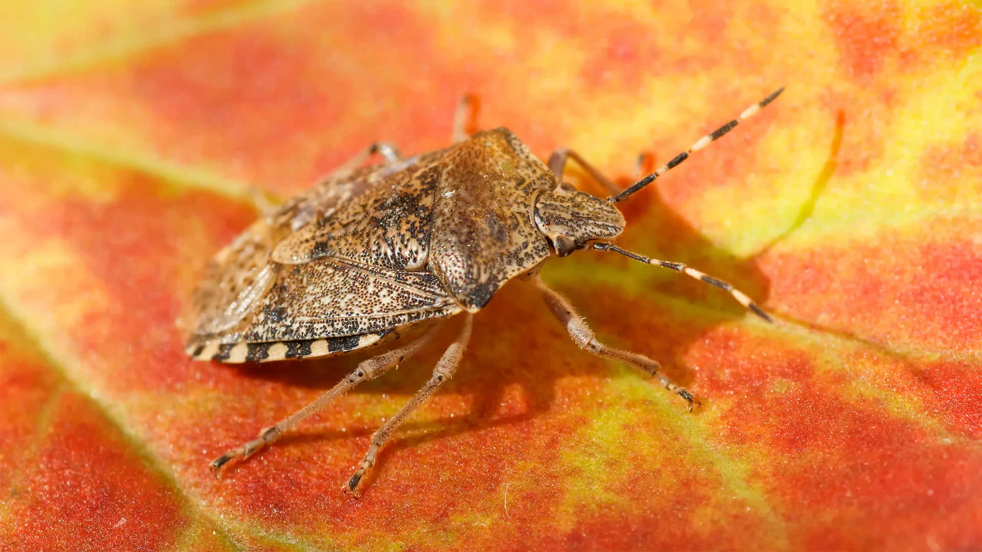 stink bug, brown mottled, vibrant orange and yellow autumn leaf, Full HD Desktop Wallpaper