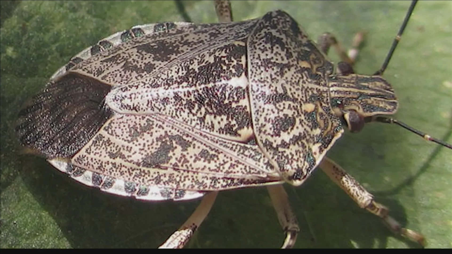 brown marmorated stink bug, green leaf, veins, Full HD Desktop Wallpaper