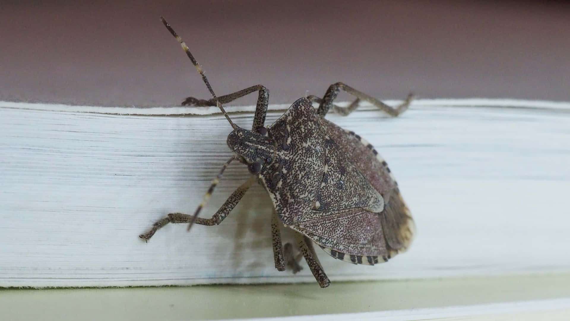 Stink Bug, brown mottled, book spine, Full HD Desktop Wallpaper