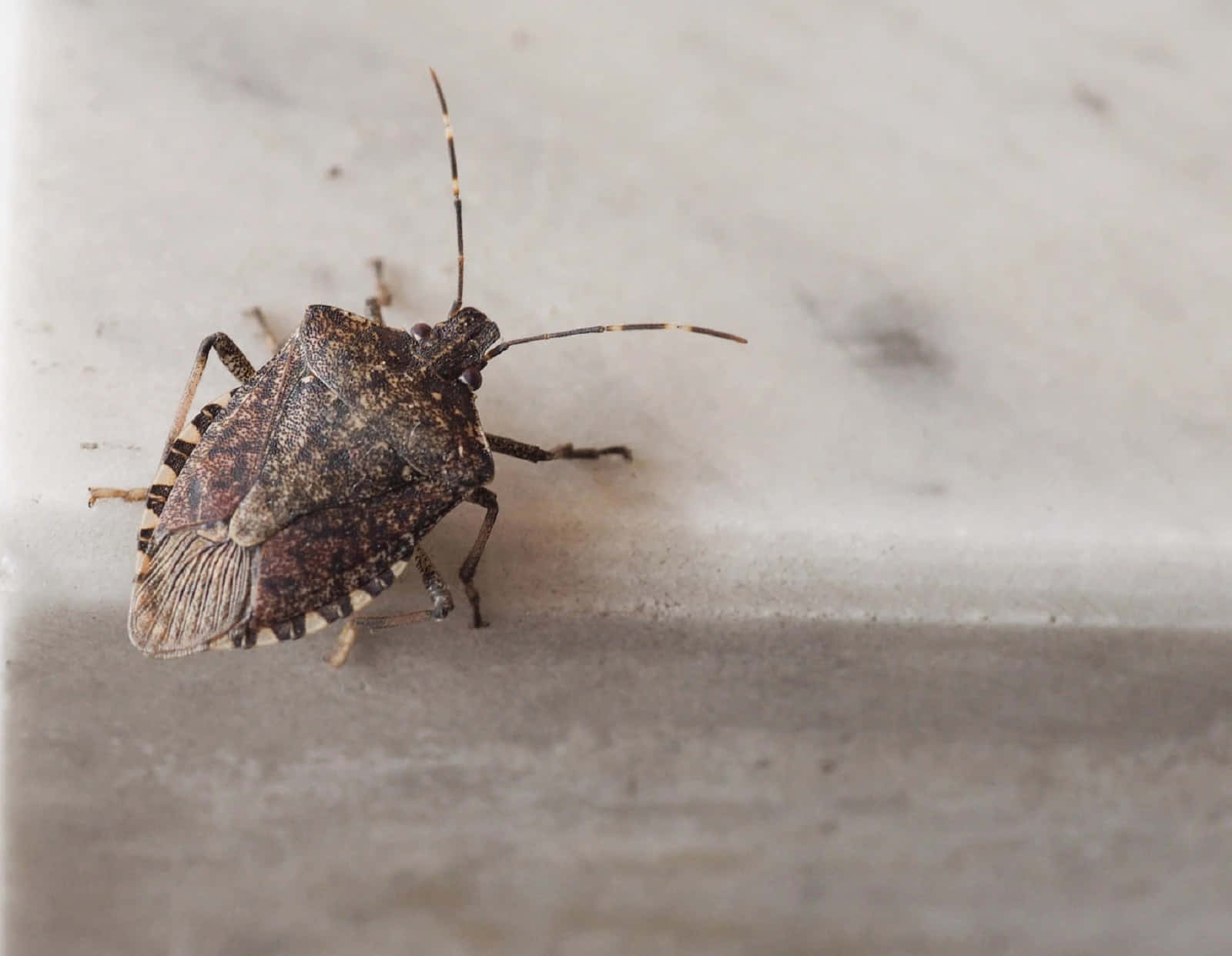 brown stink bug, striped antennae, light gray textured surface, HD Desktop Wallpaper
