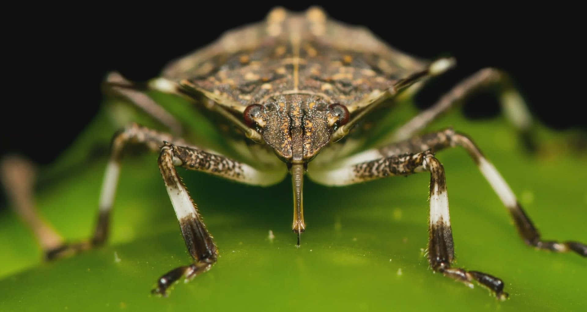 stink bug, brown spotted, vibrant green leaf, Full HD Desktop Wallpaper
