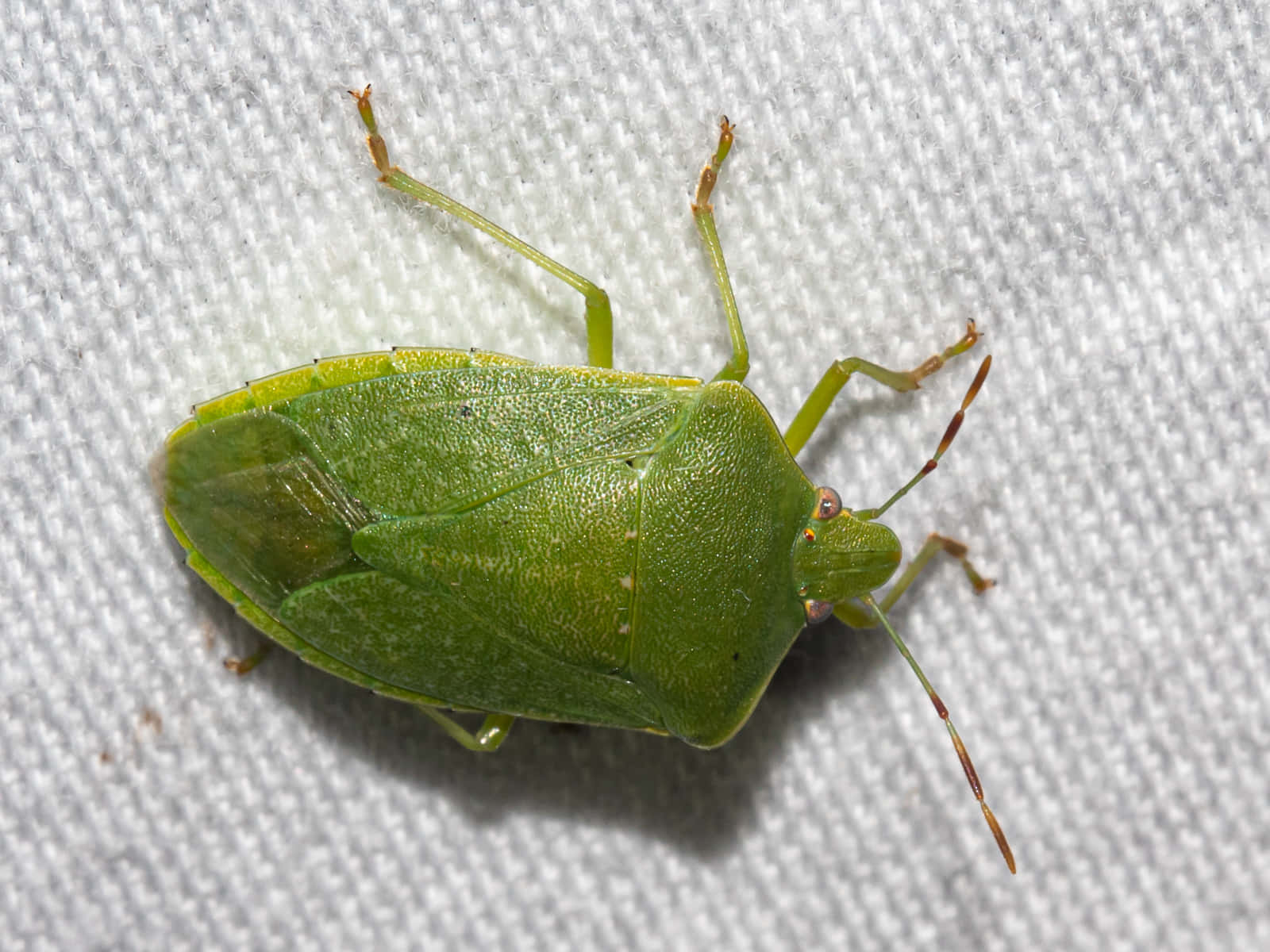 green stink bug, textured white fabric, legs, HD Desktop Wallpaper