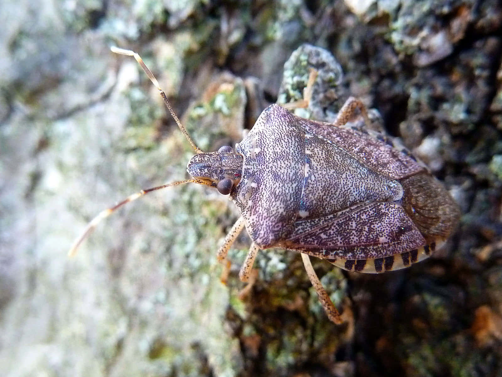 brown stink bug, tree bark, textured bark, HD Desktop Wallpaper