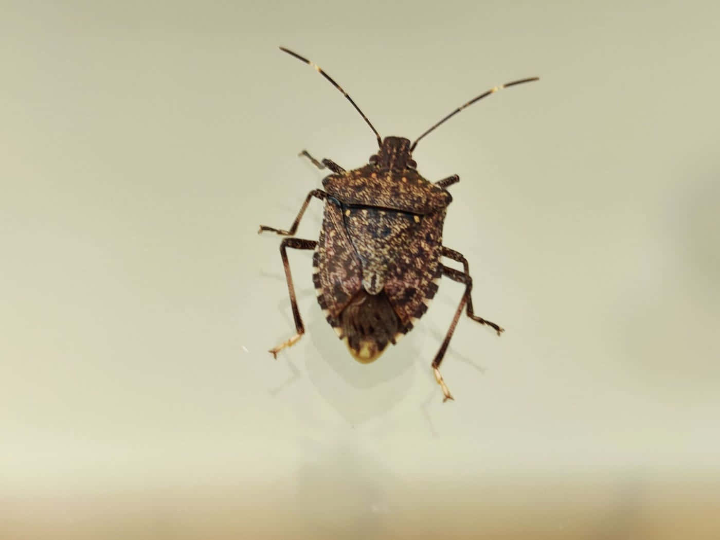 brown marmorated stink bug, neutral background, long antennae, HD Desktop Wallpaper