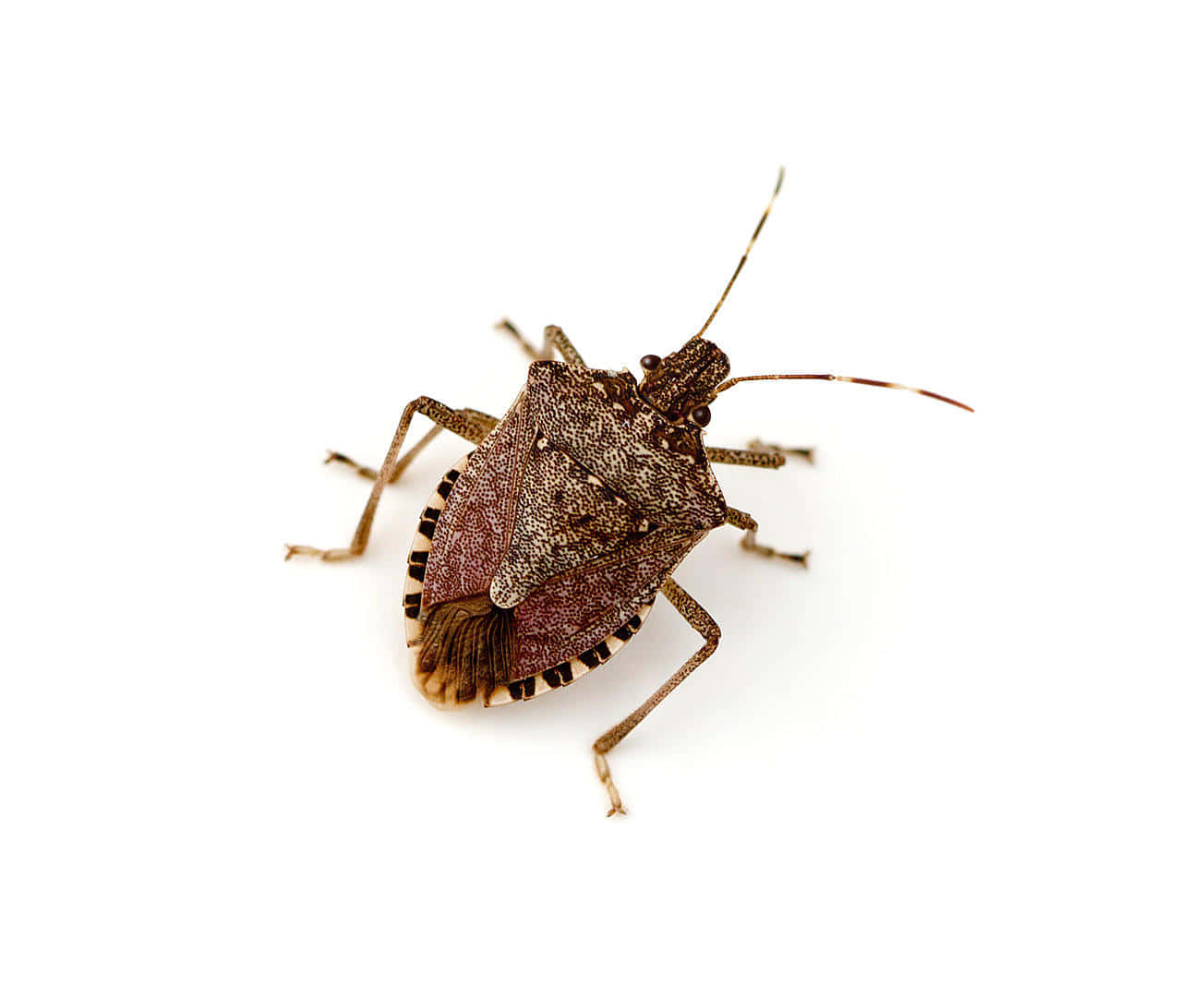 brown stink bug, textured shell, long antennae, HD Desktop Wallpaper