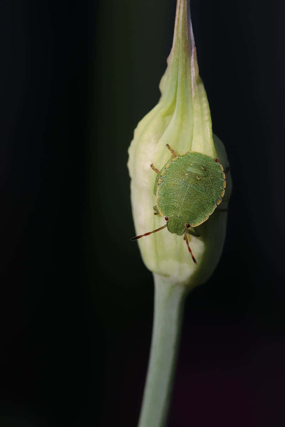 green stink bug, flower bud, pale green, HD Phone Wallpaper