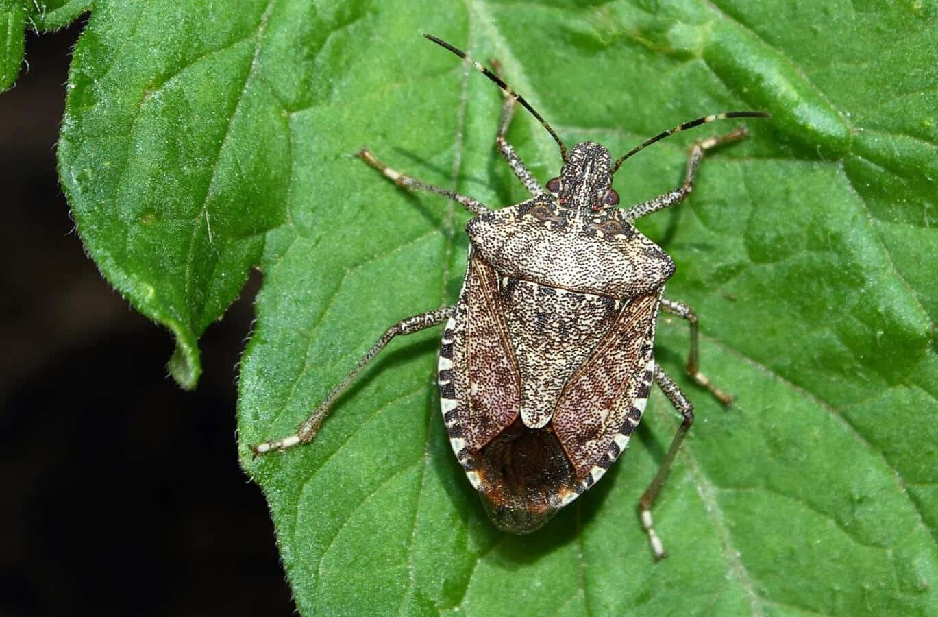 brown stink bug, green leaf, vibrant green, HD Desktop Wallpaper