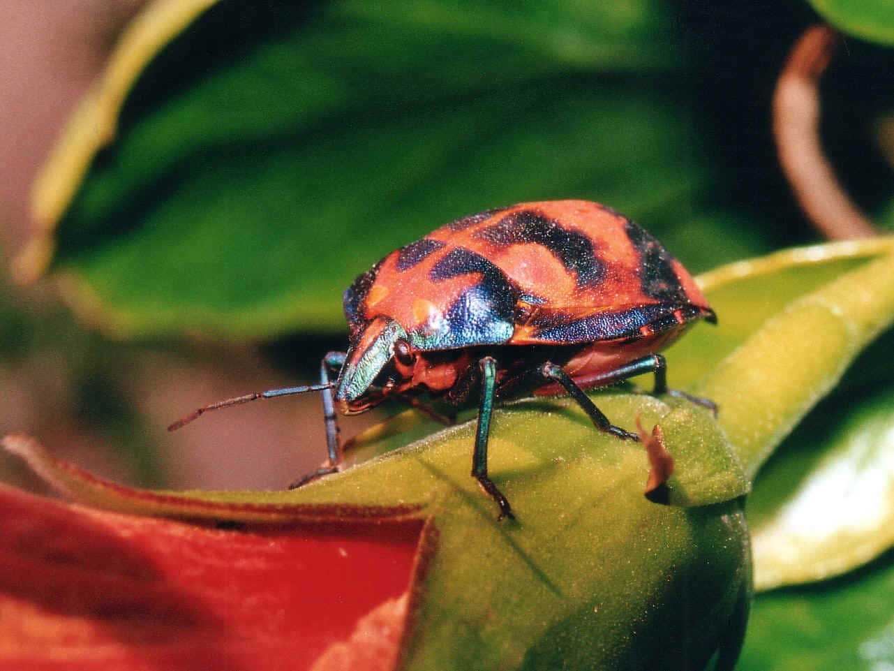 colorful stink bug, red and black shield bug, iridescent blue edges, HD Desktop Wallpaper