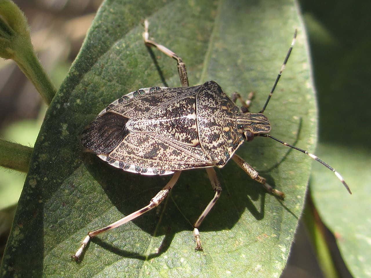 brown marmorated stink bug, vibrant green leaf, bright sunlight, HD Desktop Wallpaper