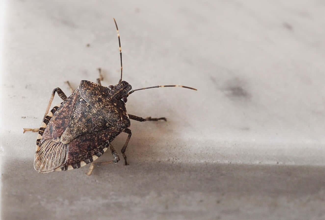 brown stink bug, light gray textured surface, HD Desktop Wallpaper