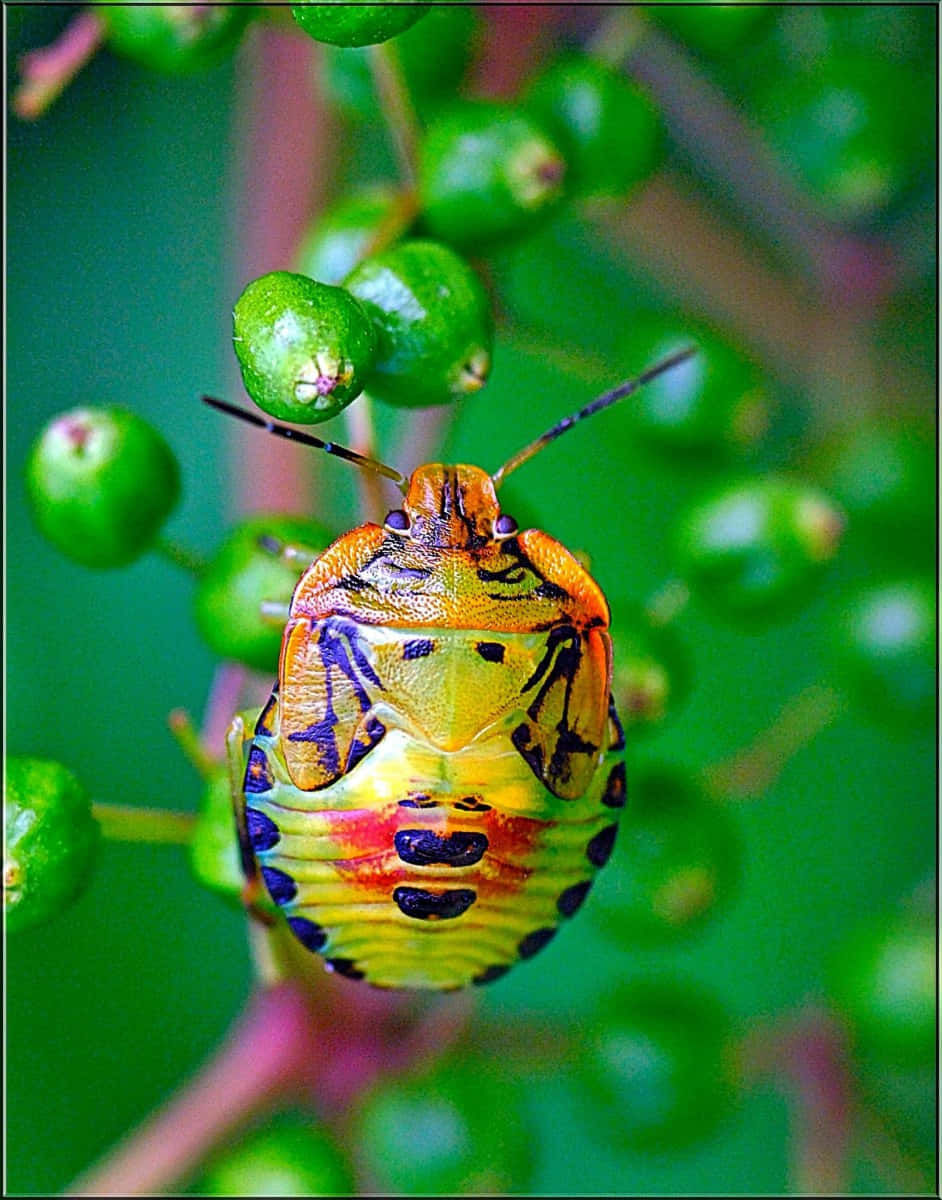 colorful stink bug, green plant, orange yellow and blue patterns, SD Phone Wallpaper