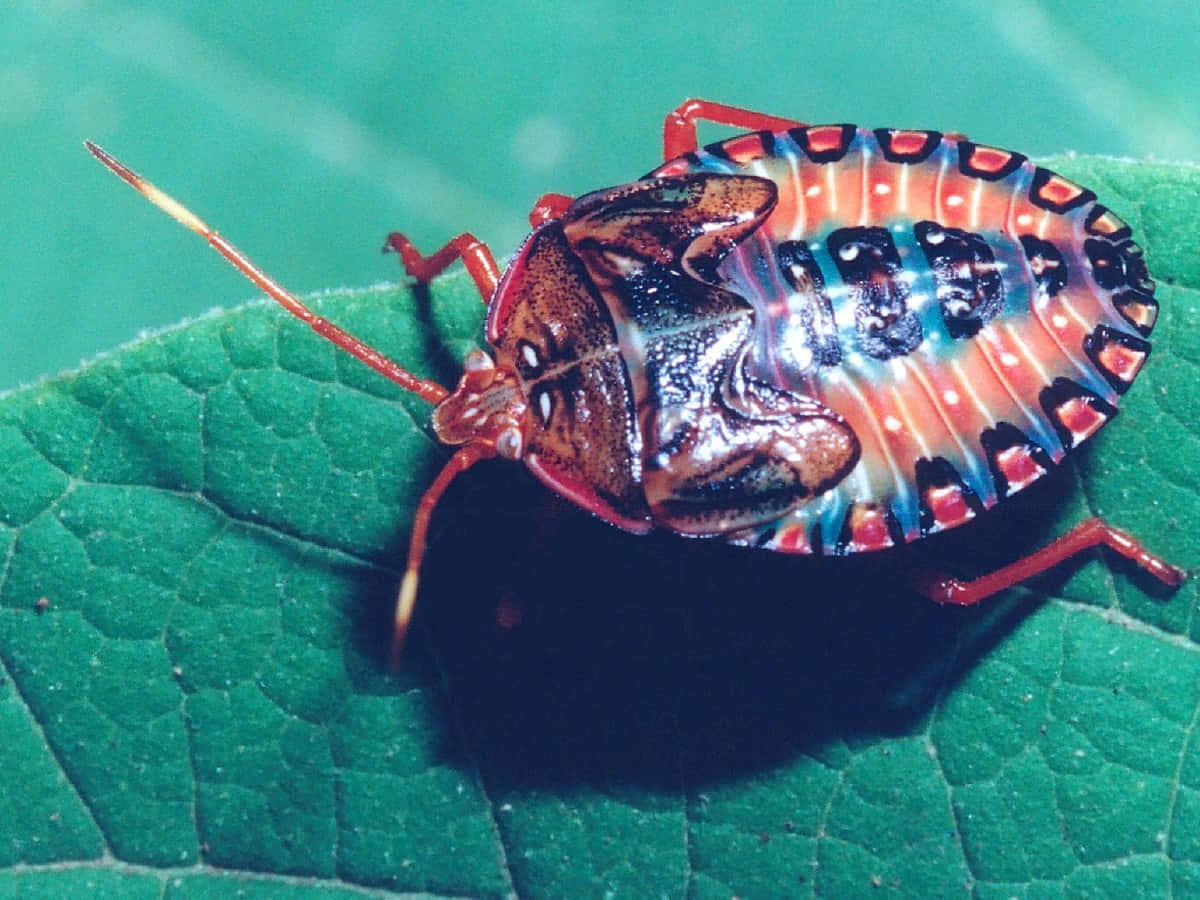 colorful stink bug nymphon leaf, shield bug, red orange blue and black patterns, SD Desktop Wallpaper